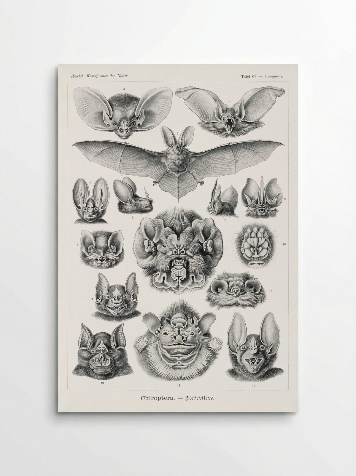 Chiroptera-Fledertiere (1904) - Ernst Haeckel - Poster