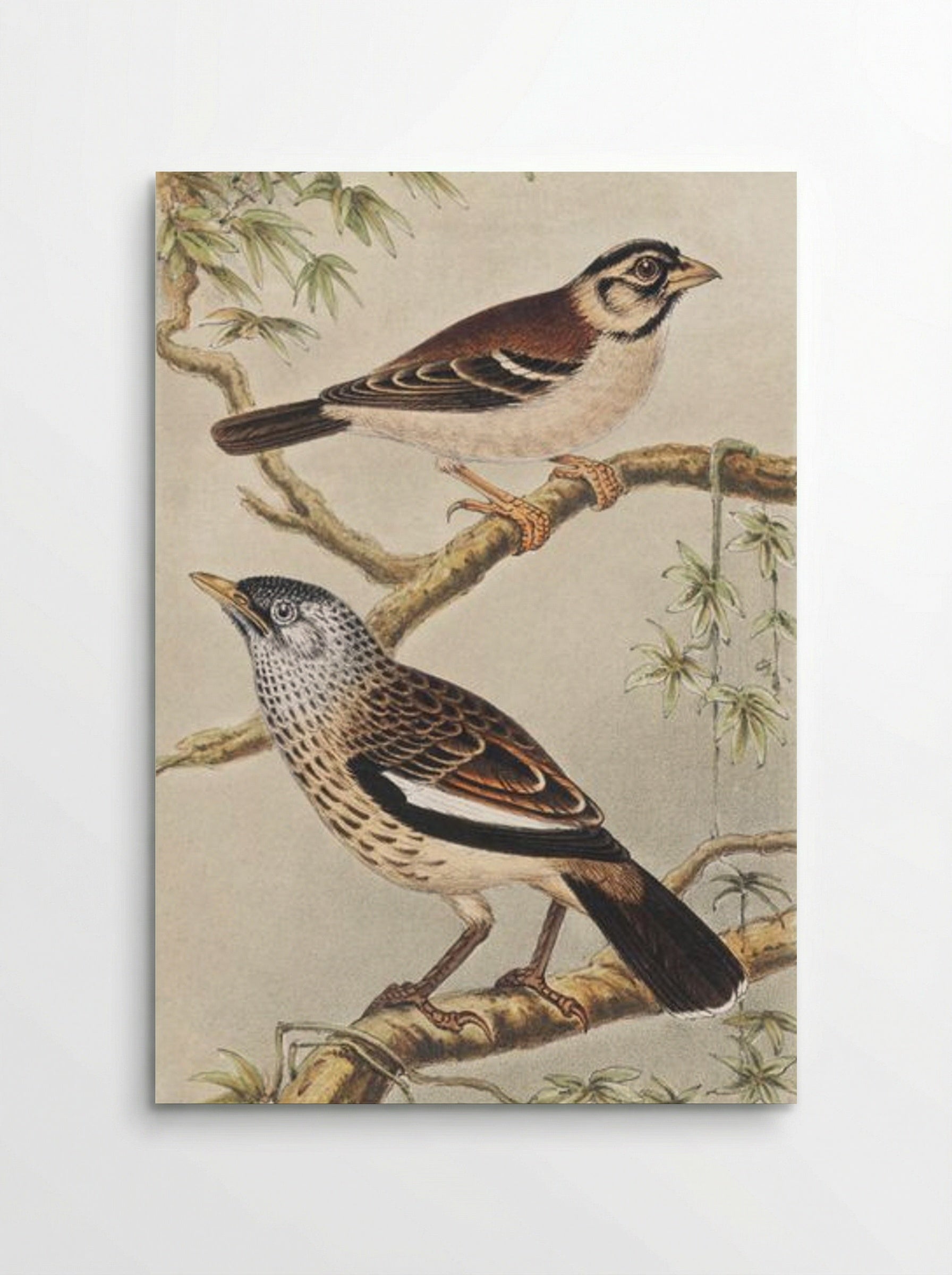 Twee vogels op takken (Two Birds on Branches) - Theo van Hoytema - Poster