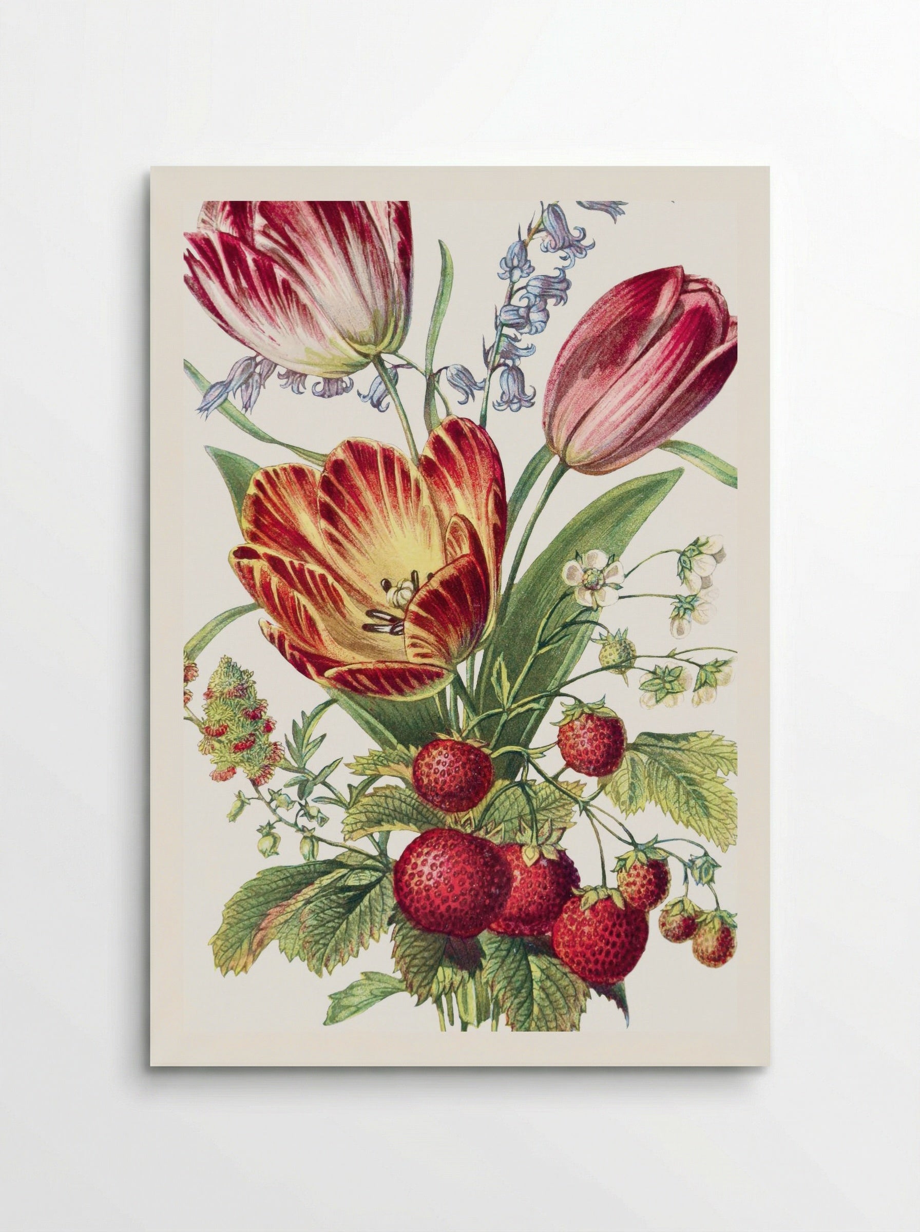 Strawberry, Mignonette, Tulip, and Blue Bell (1896) - Robert Tyas - Poster