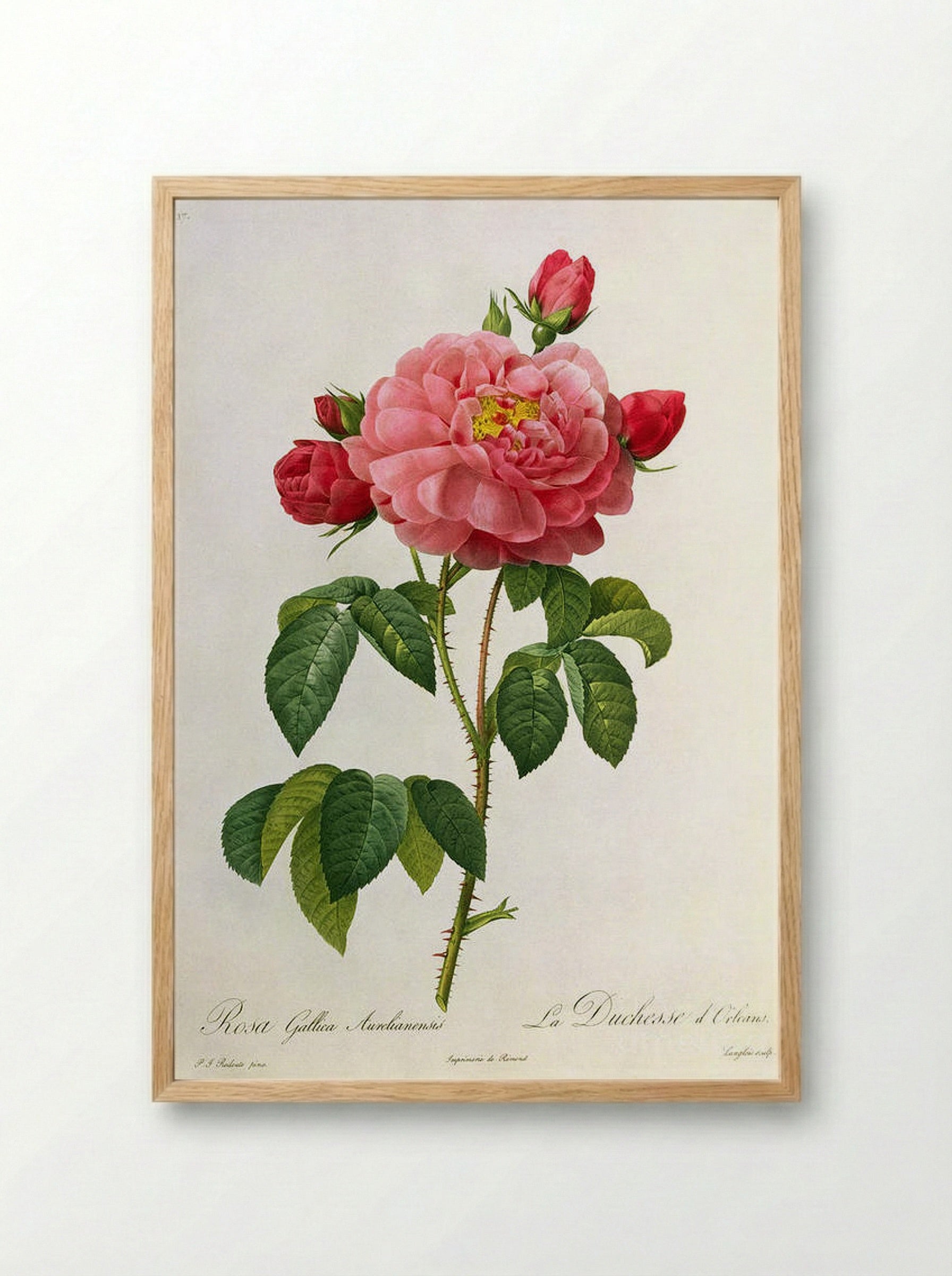 Rosa Gallica Aurelianensis - Pierre-Joseph Redouté - Framed Print Wood