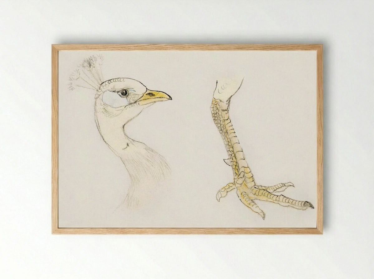 Head and Foot of a Peacock - Theo van Hoytema - Framed Print Wood