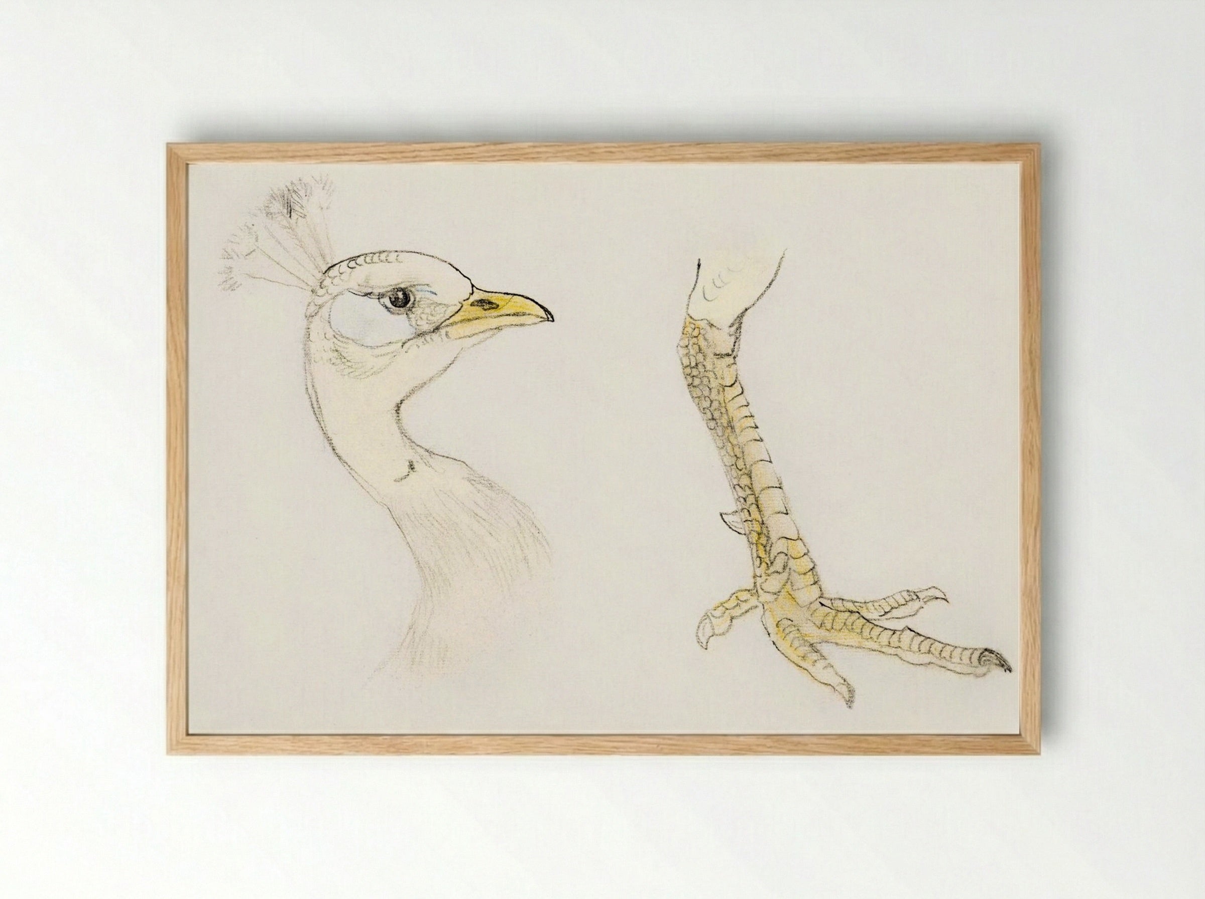 Head and Foot of a Peacock - Theo van Hoytema - Framed Print Wood