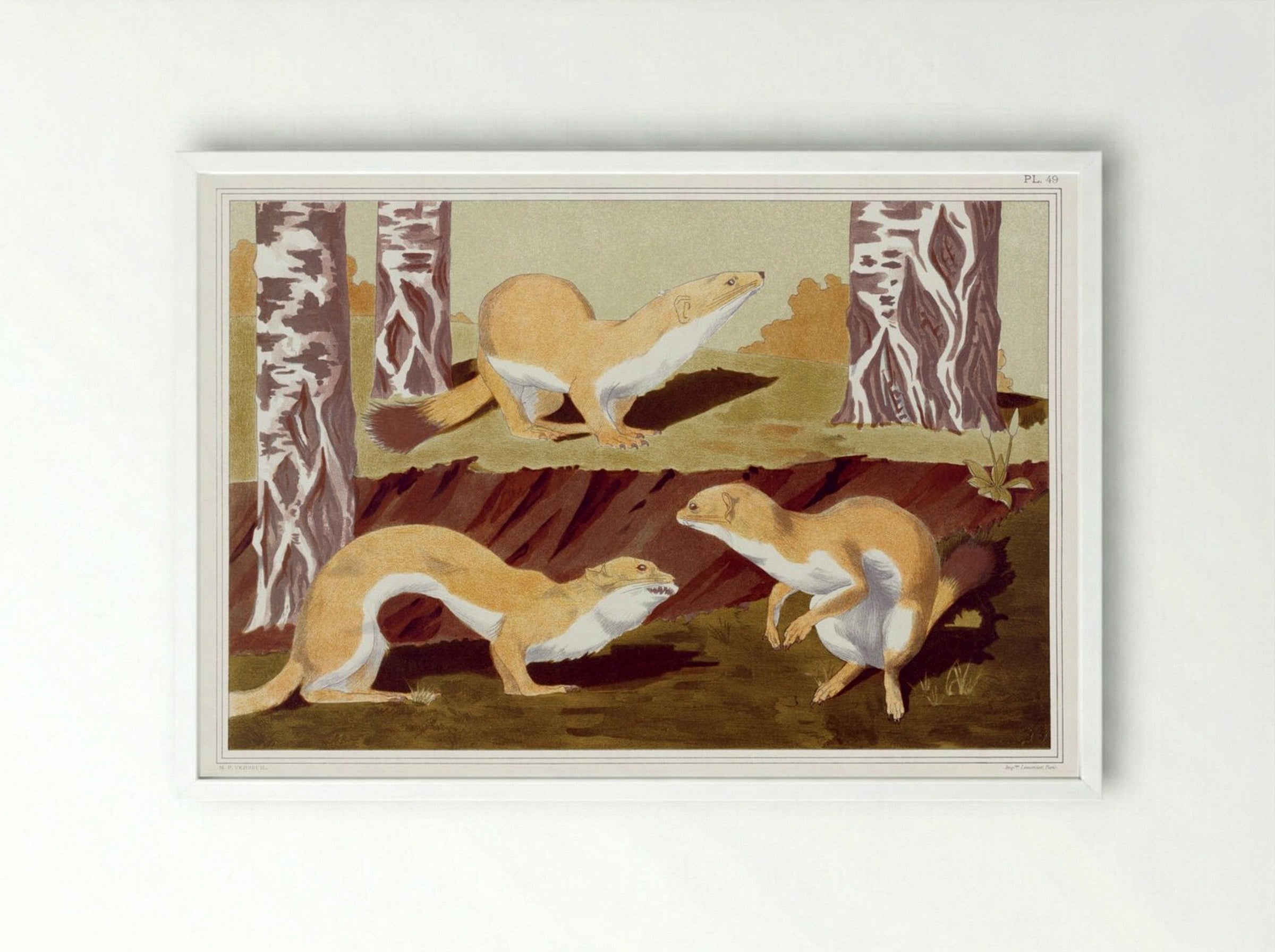 Hermines Vulgaires (Common Stoats) - Maurice Pillard Verneuil - Framed Print White