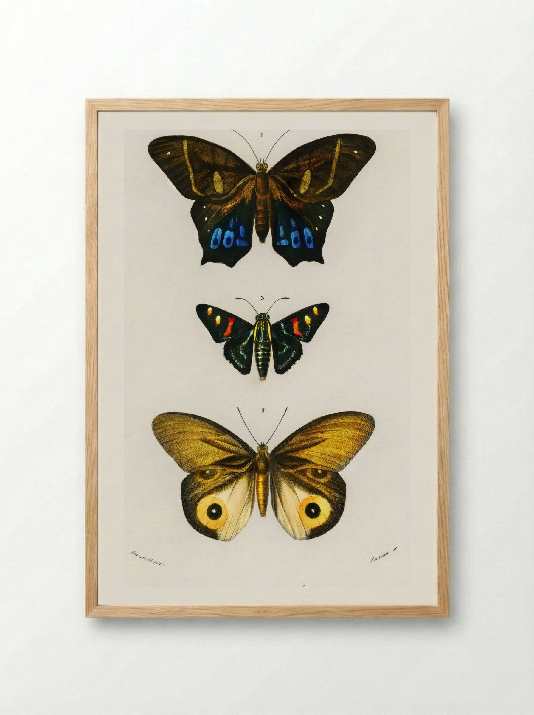 Different Types of Butterfly - Charles Dessalines D'Orbigny - Framed Print Wood