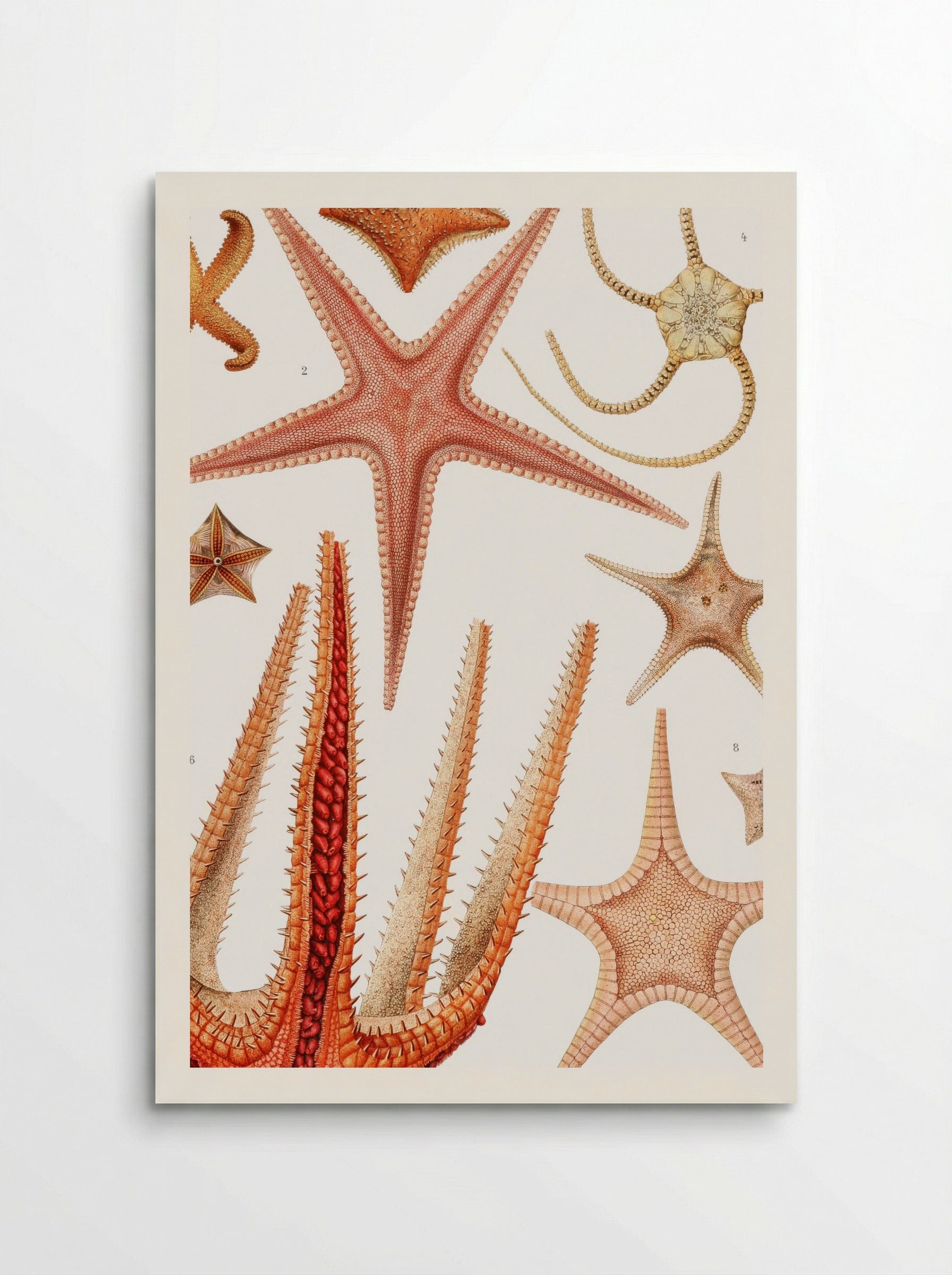 Starfish Varieties - Albert I of Monaco - Poster