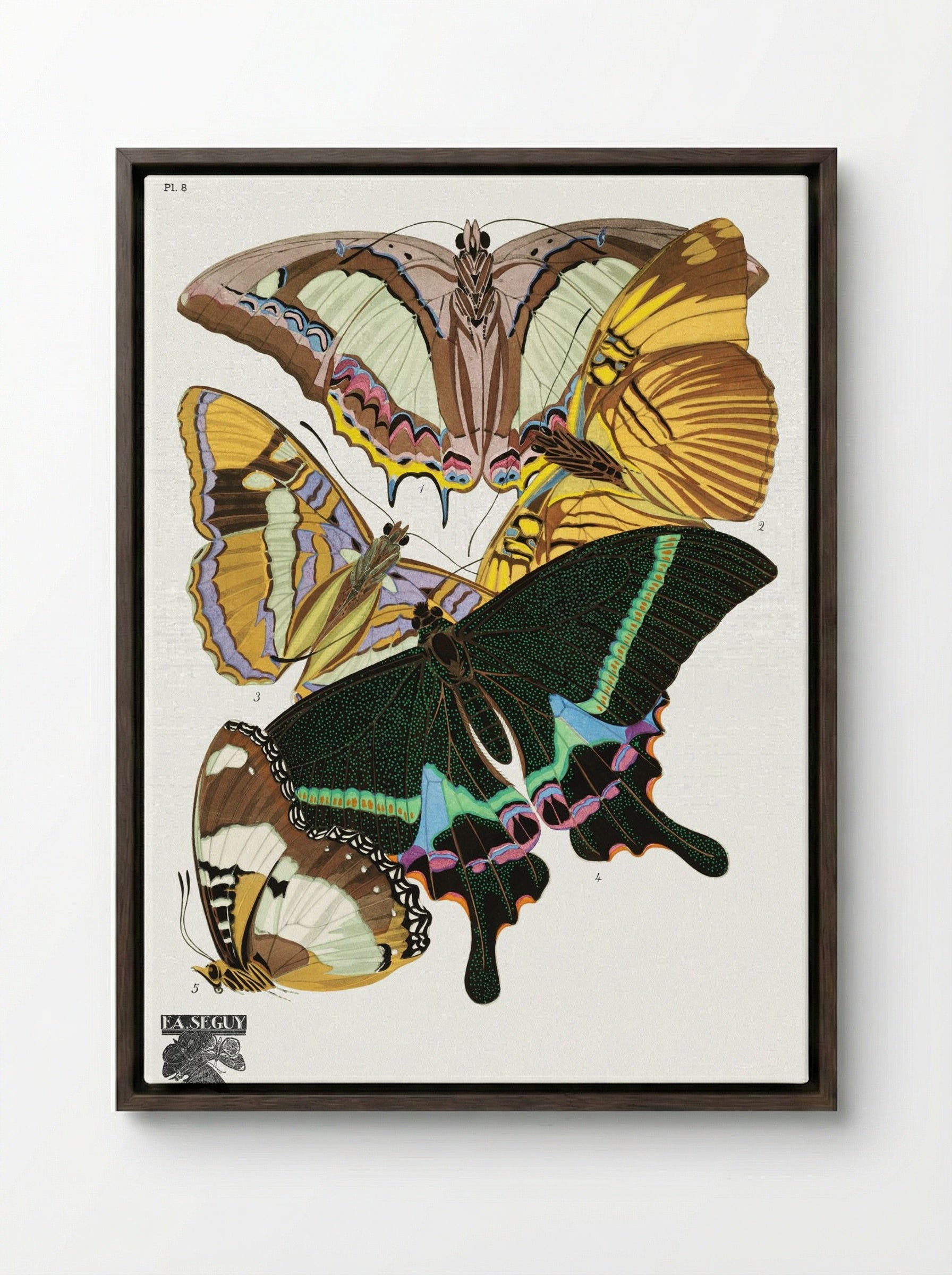 Butterflies (Plate 8) - Émile-Allain Séguy - Framed Canvas Dark Wood