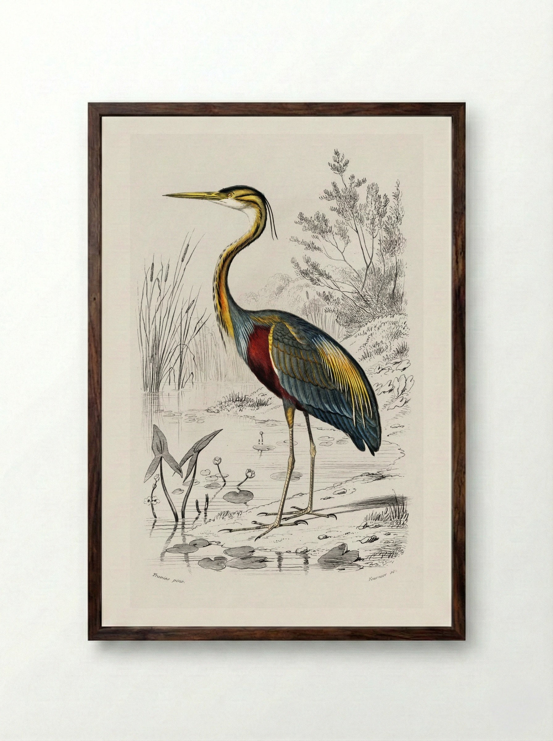 Purple Heron - Charles Dessalines D'Orbigny - Framed Print Dark Wood