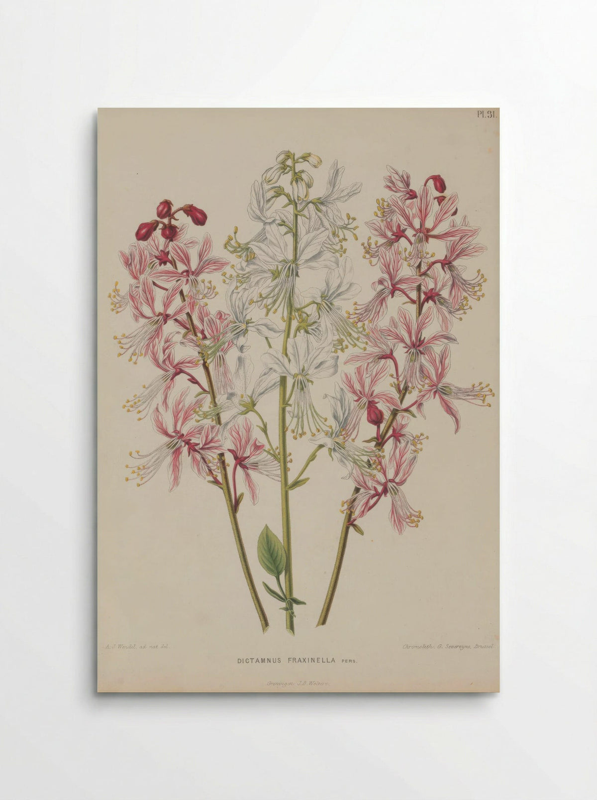 Dictamnus Albus L. - A. J. Wendel - Poster