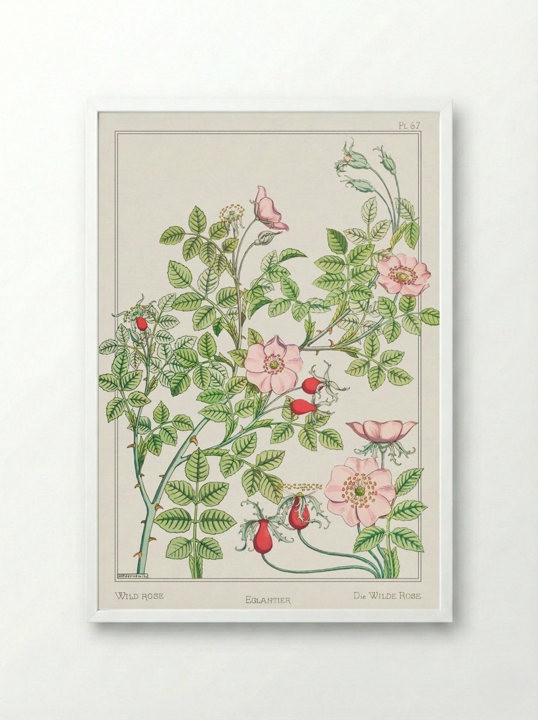 Eglantier (Wild Rose) from La Plante et ses Applications ornementales - Maurice Pillard Verneuil - Framed Print White