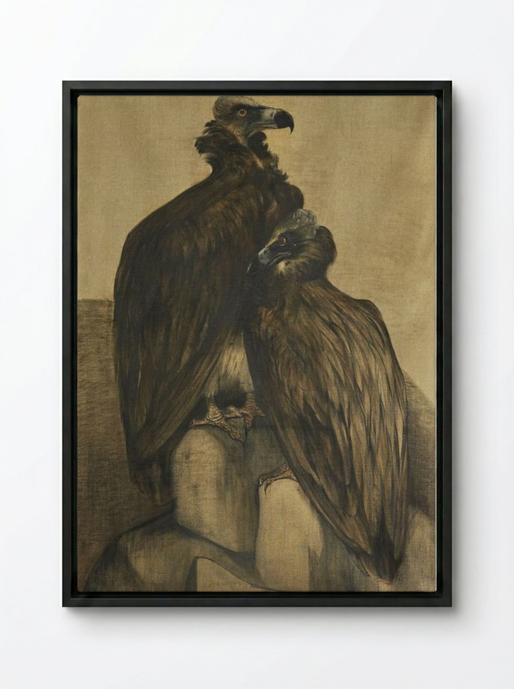 Two Arabian Vultures - Theo van Hoytema - Framed Canvas Black