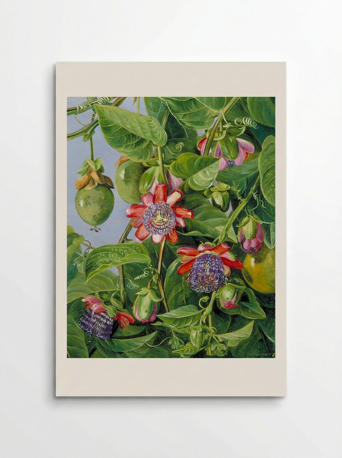 Flowers and Fruit of the Maricojas Passion Flower, Brazil - Marianne North - Poster