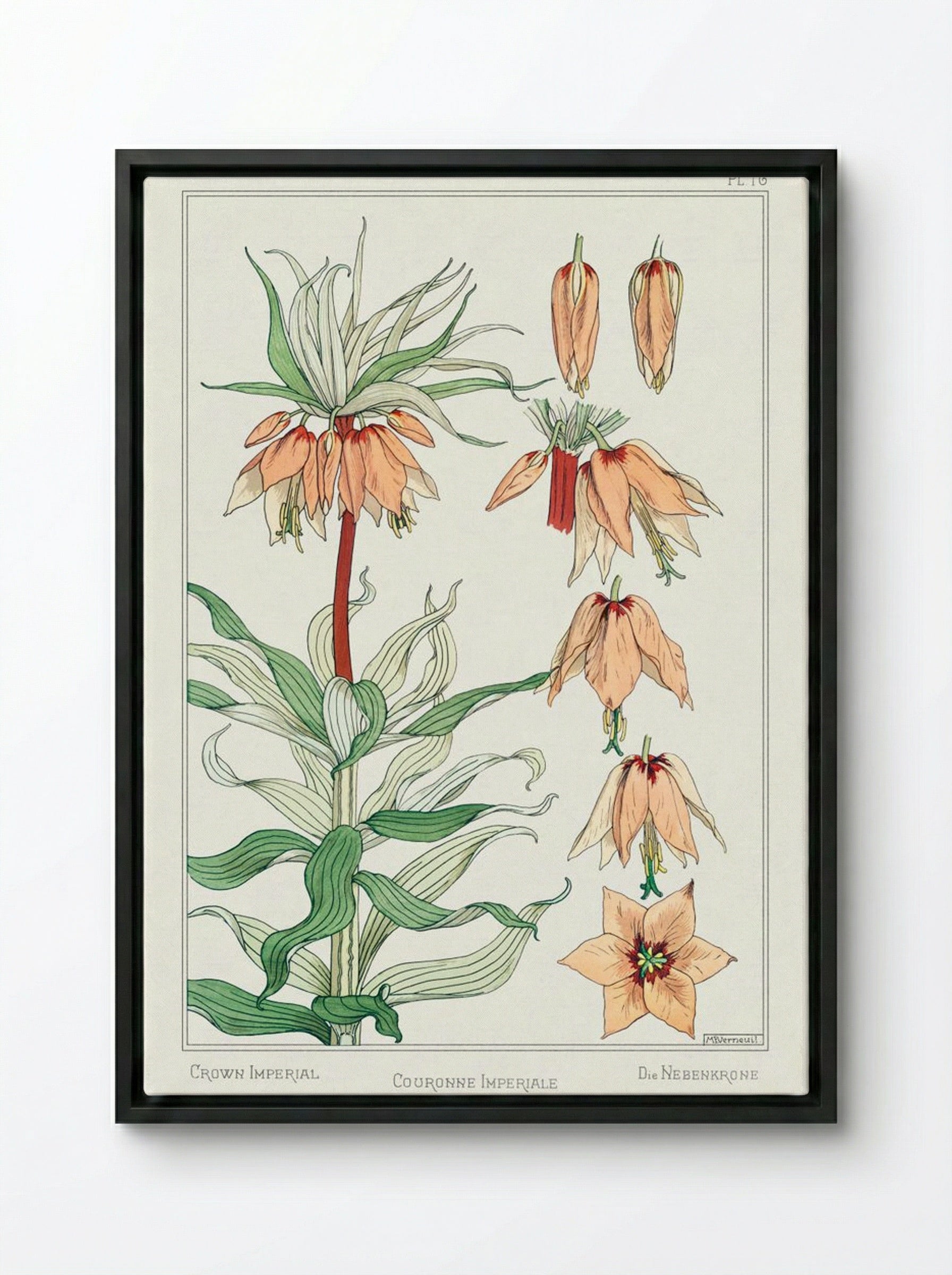 Couronne Impériale (Crown Imperial) - Maurice Pillard Verneuil - Framed Canvas Black