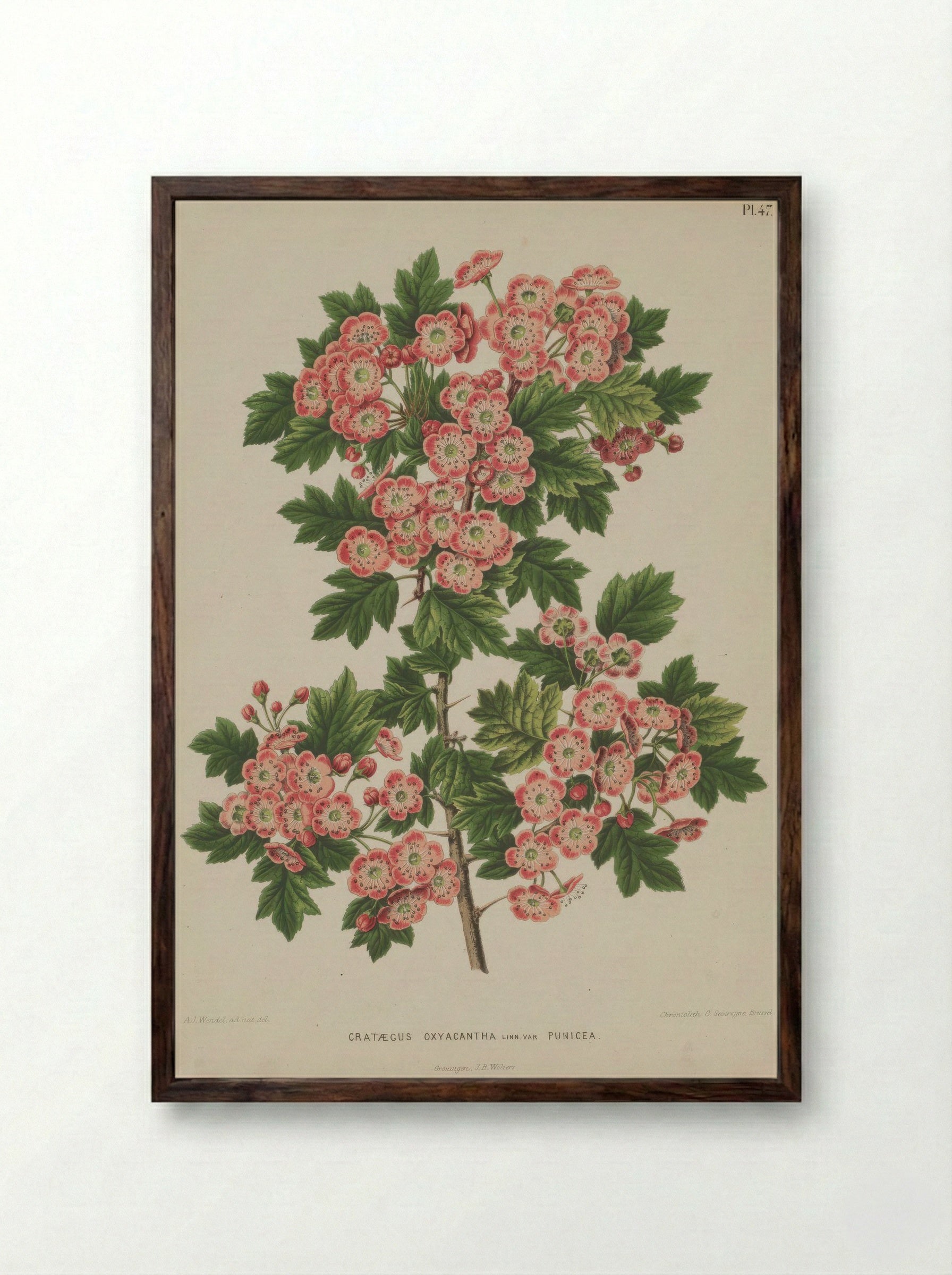 Crataegus Oxyacantha L. - A. J. Wendel - Framed Print Dark Wood
