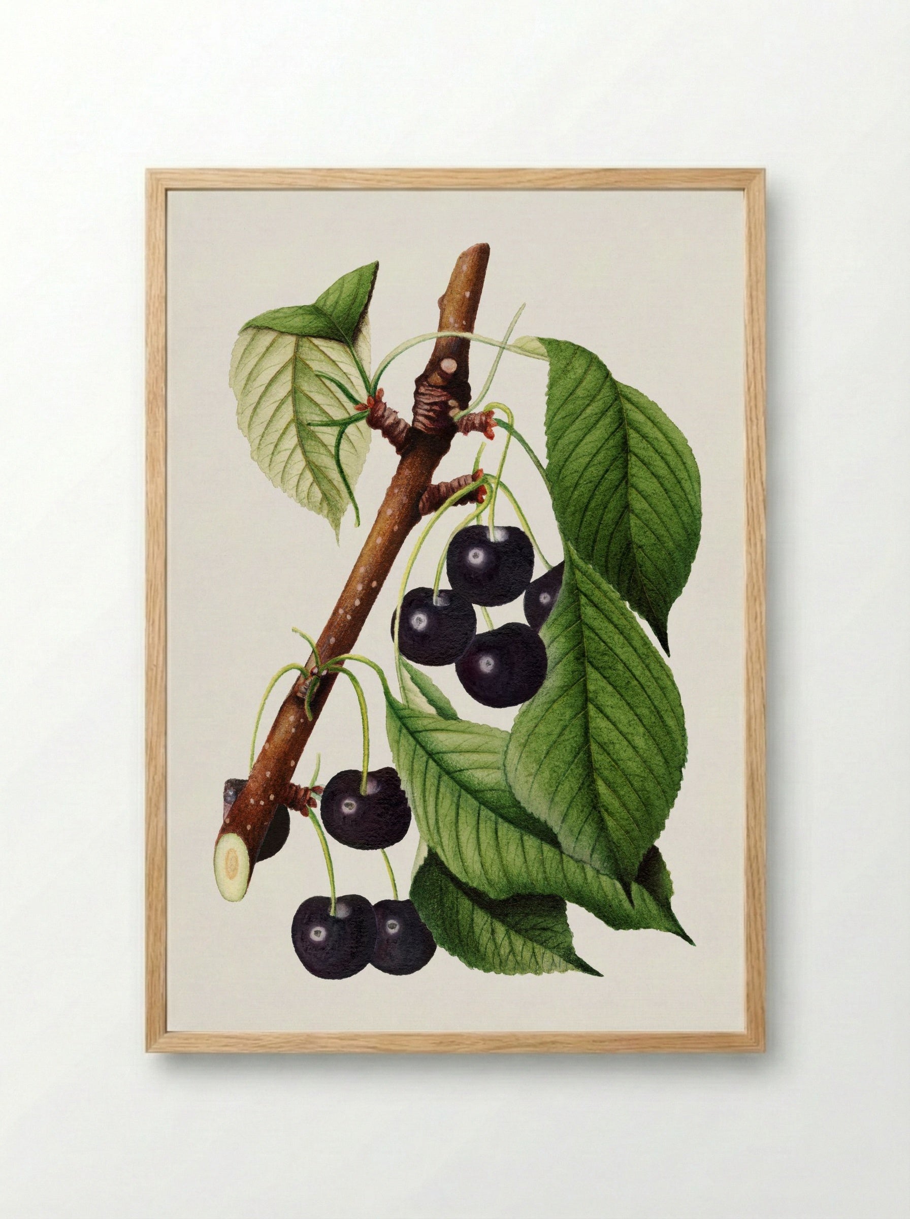 Cherries (Prunus Avium) (1892) - William Henry Prestele - Framed Print Wood