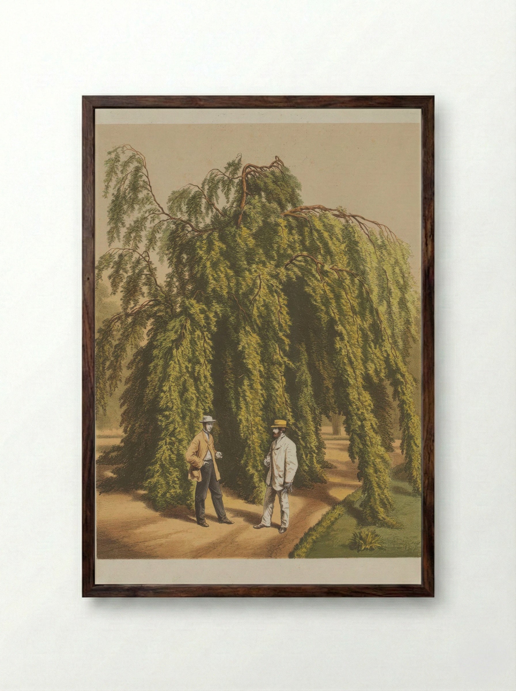 Fagus Sylvatica L - A. J. Wendel - Framed Print Dark Wood
