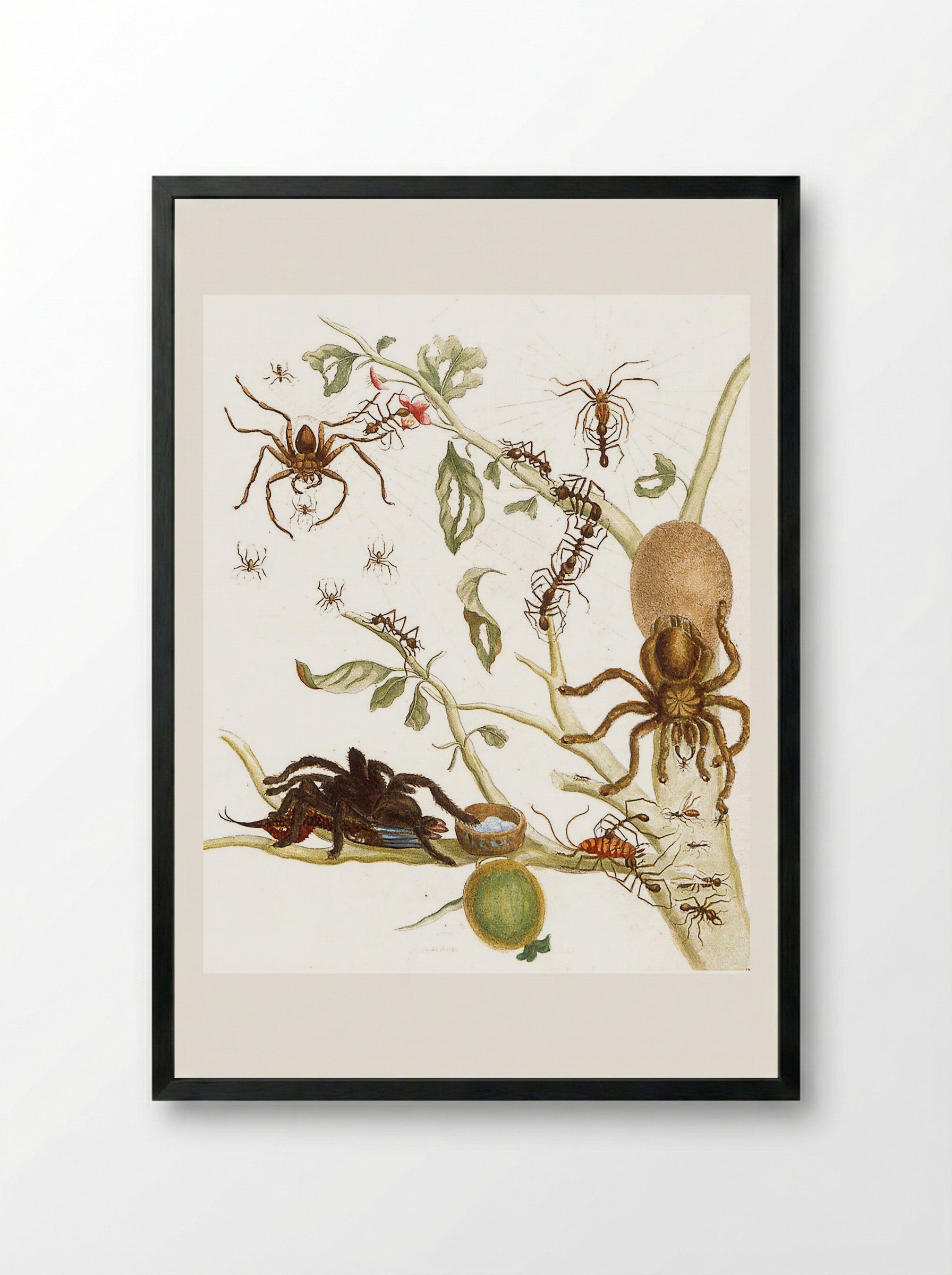 Spiders, Ants and Hummingbird on a Branch of a Guava - Maria Sibylla Merian - Framed Print Black