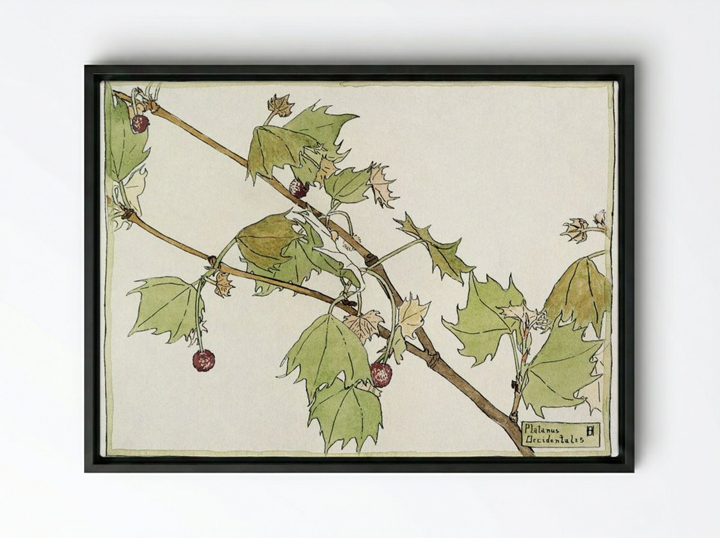 Sycamore - Hannah Borger Overbeck - Framed Canvas Black