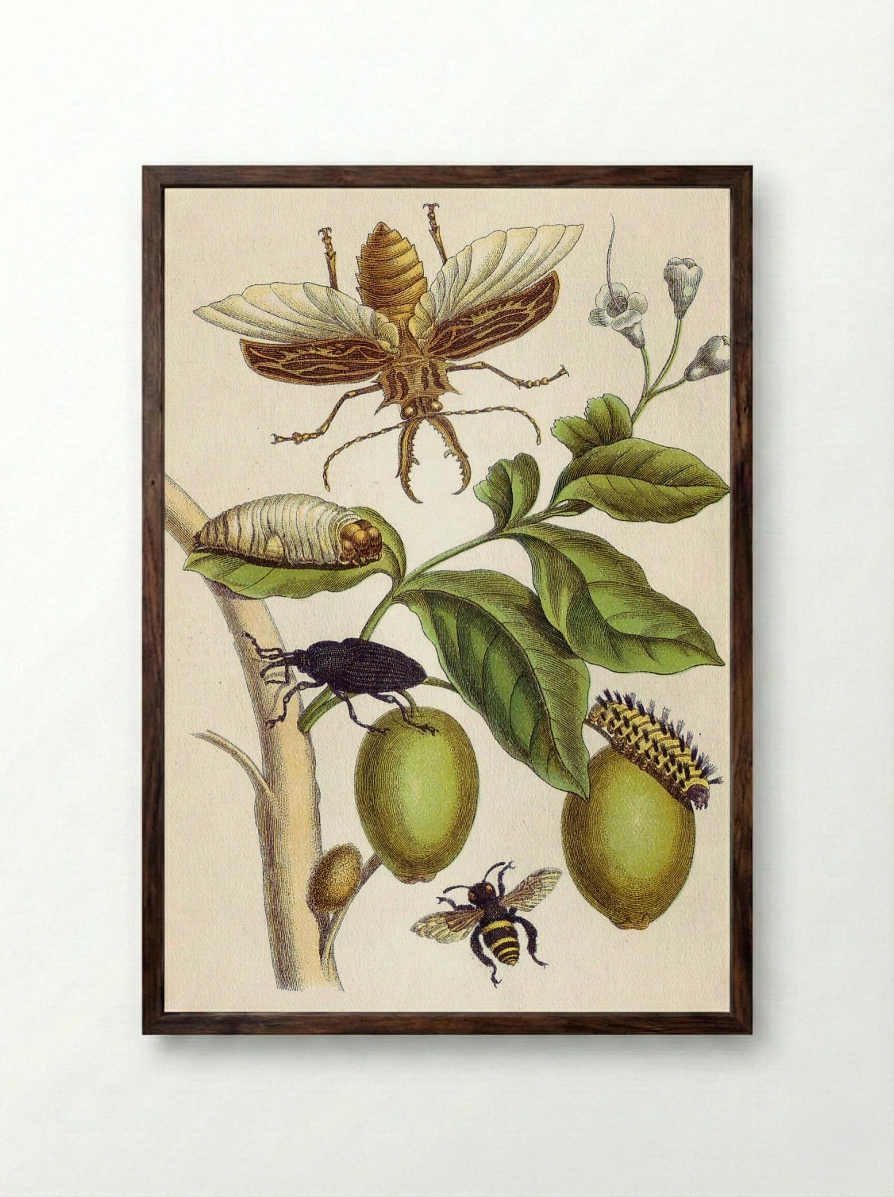 from Metamorphosis insectorum Surinamensium, Plate XLVIII - Maria Sibylla Merian - Framed Print Dark Wood