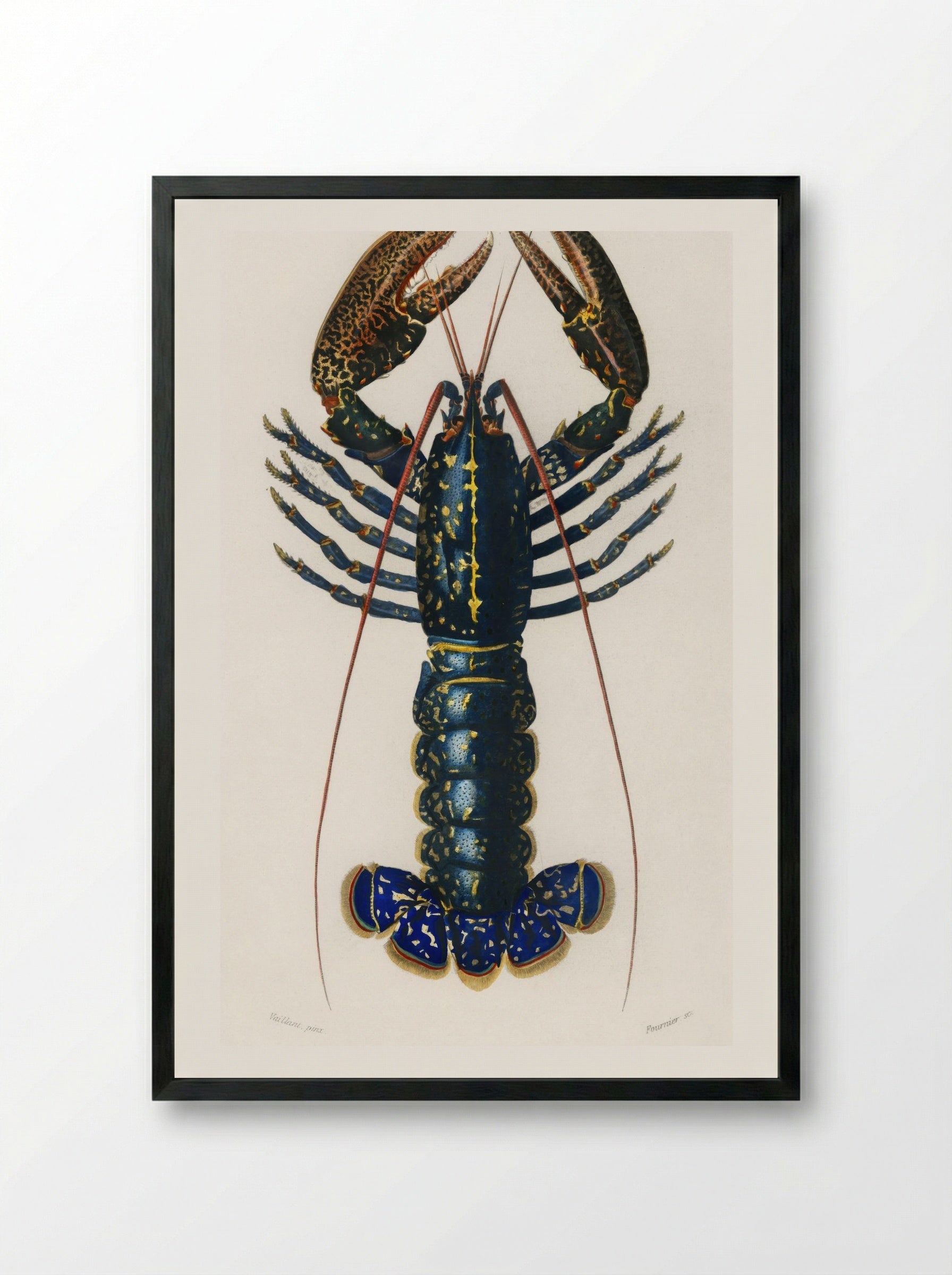 Crimson Crawfish (Palemon Ornatum) - Charles Dessalines D'Orbigny - Framed Print Black