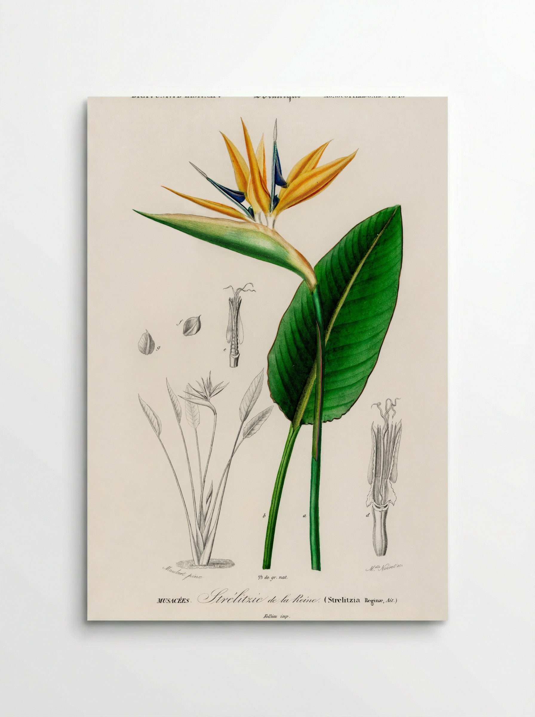 Bird of Paradise (Strelitzia Reginae) - Charles Dessalines D'Orbigny - Poster
