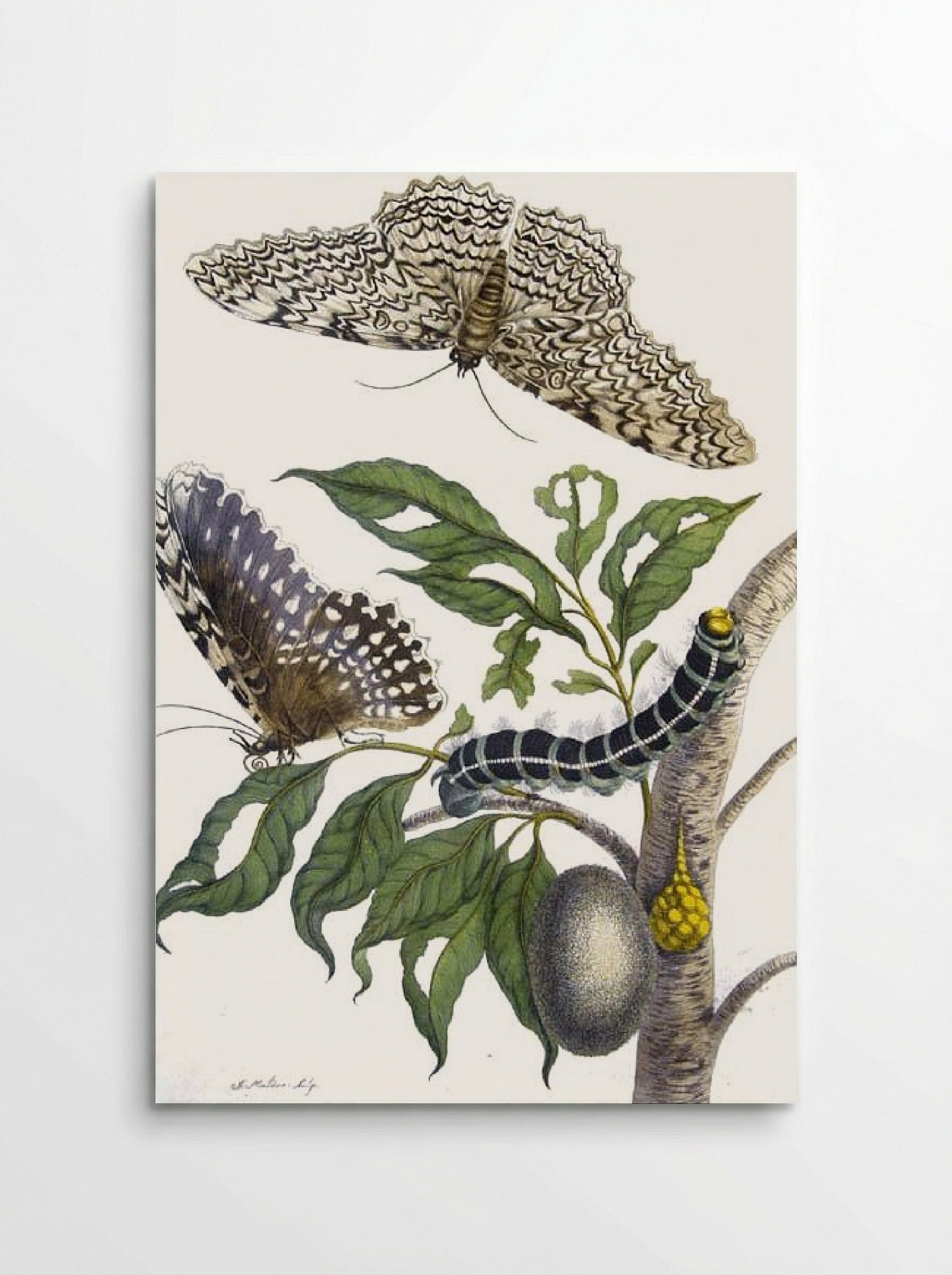 from Metamorphosis insectorum Surinamensium, Plate XX. (Thysania agrippina) - Maria Sibylla Merian - Poster