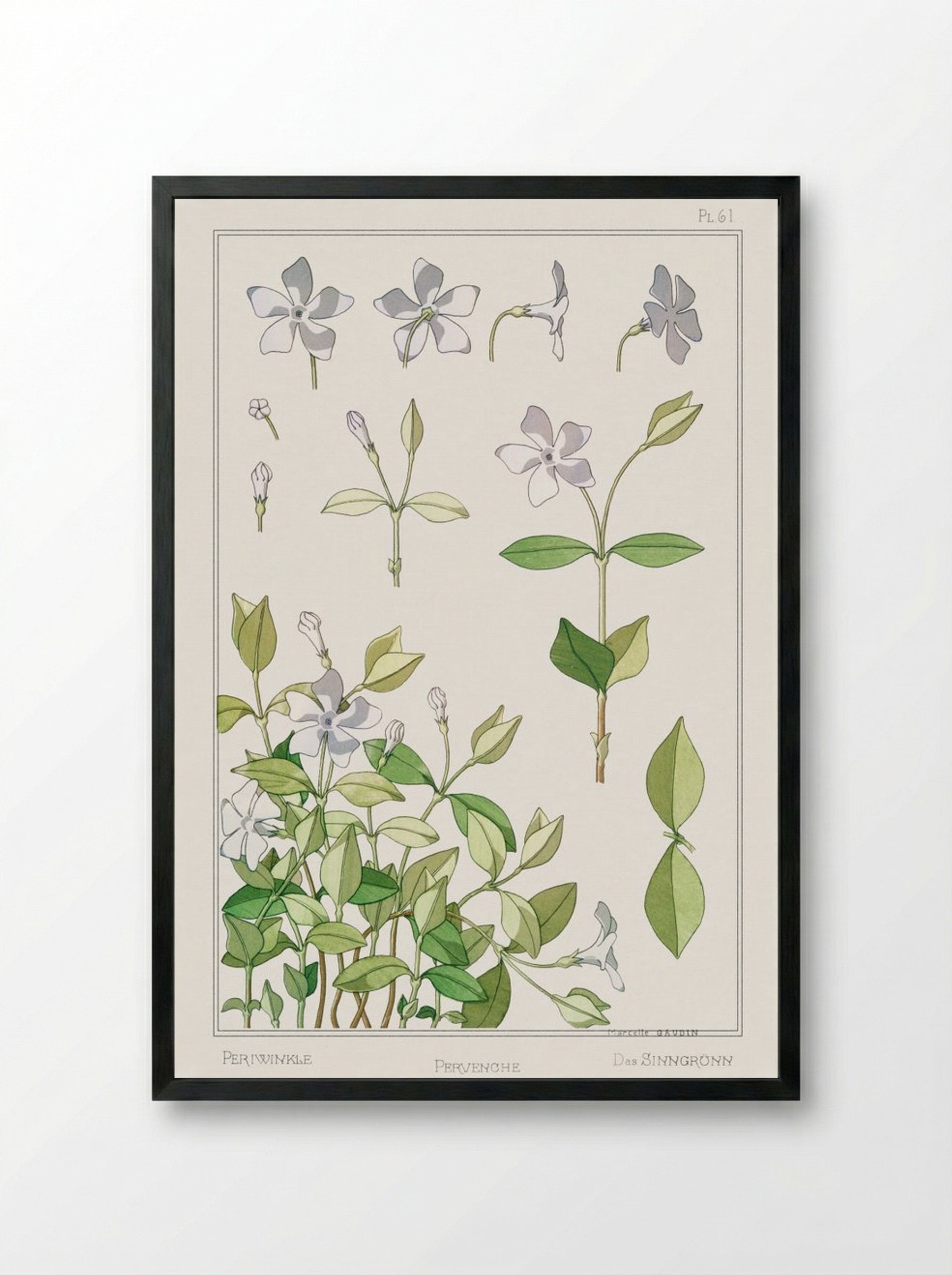 Pervenche (Periwinkle) from La Plante et ses Applications ornementales - Maurice Pillard Verneuil - Framed Print Black