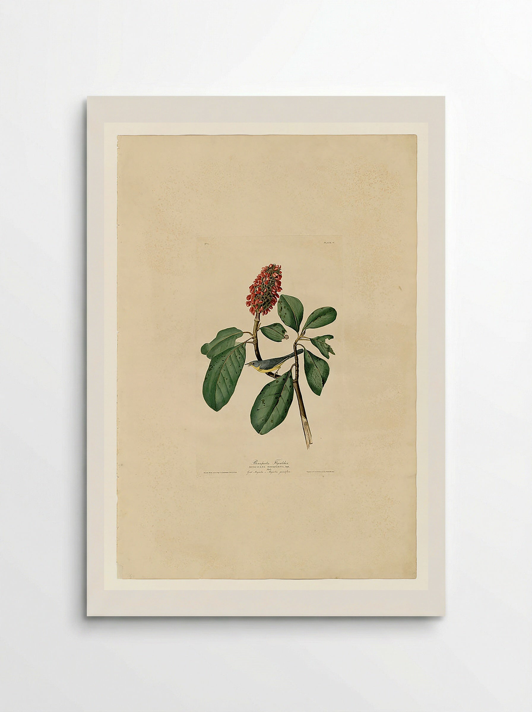Plate 5. Bonaparte's Flycatcher - John James Audubon - Poster