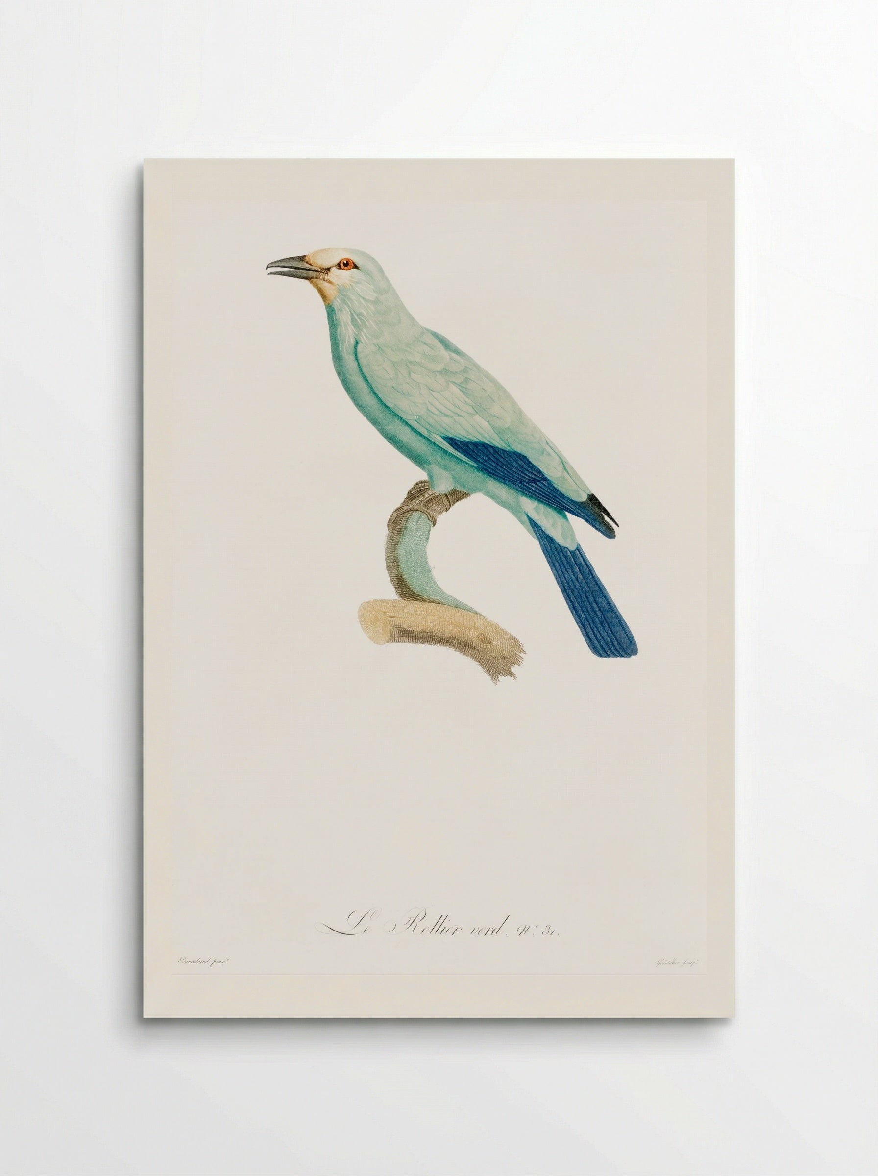 Green Roller - Jacques Barraband - Poster