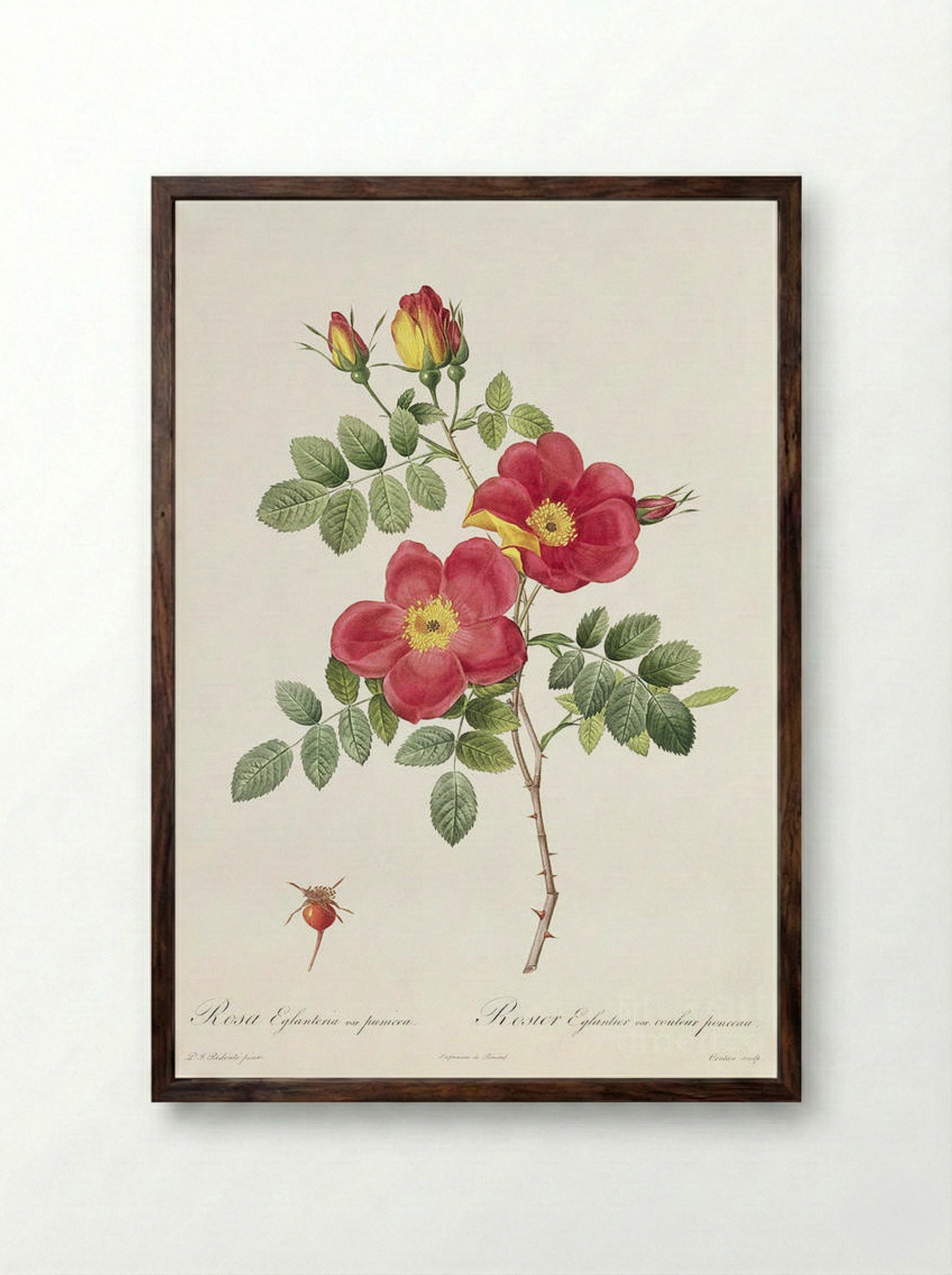 Rosa Eglanteria Punicea - Pierre-Joseph Redouté - Framed Print Dark Wood