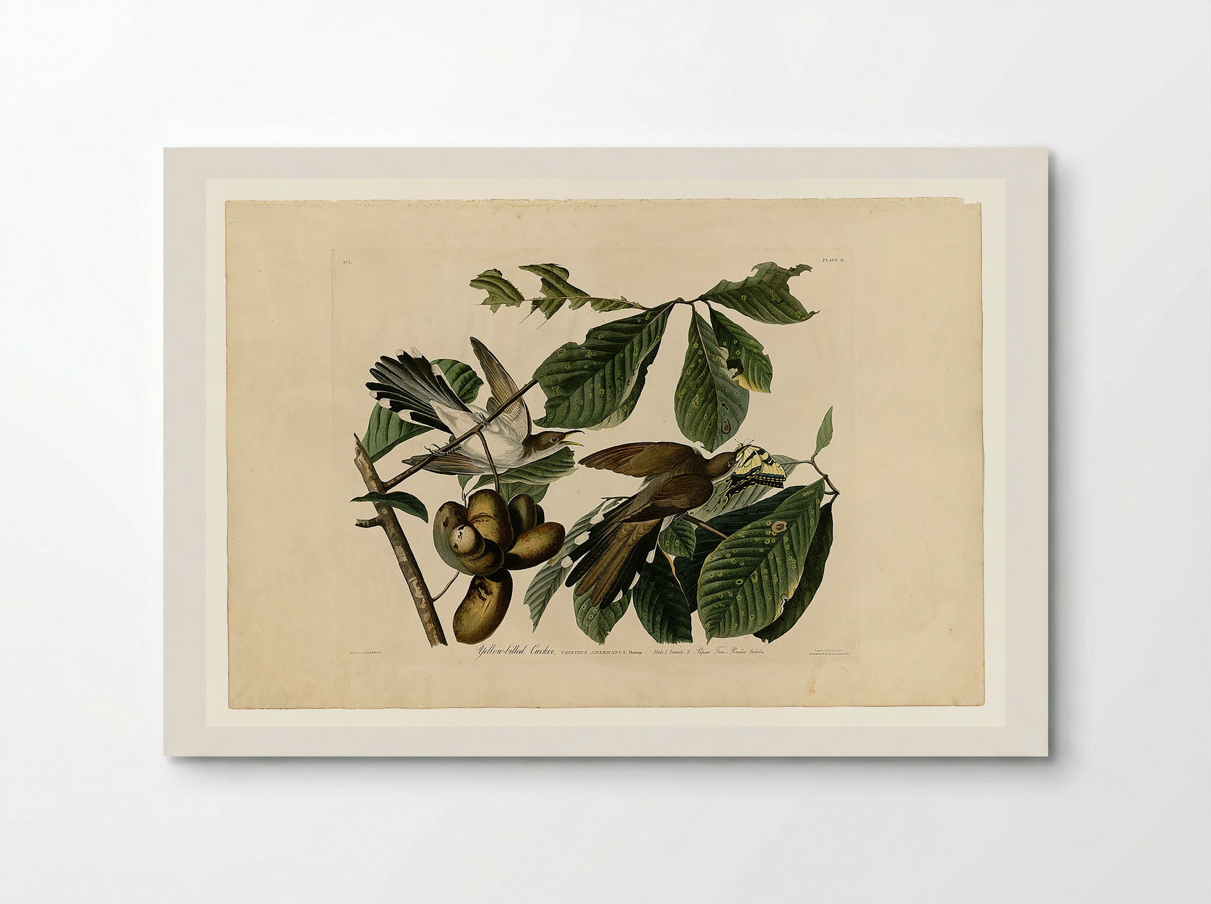 Plate 2. Yellow-billed Cuckoo - John James Audubon - Poster