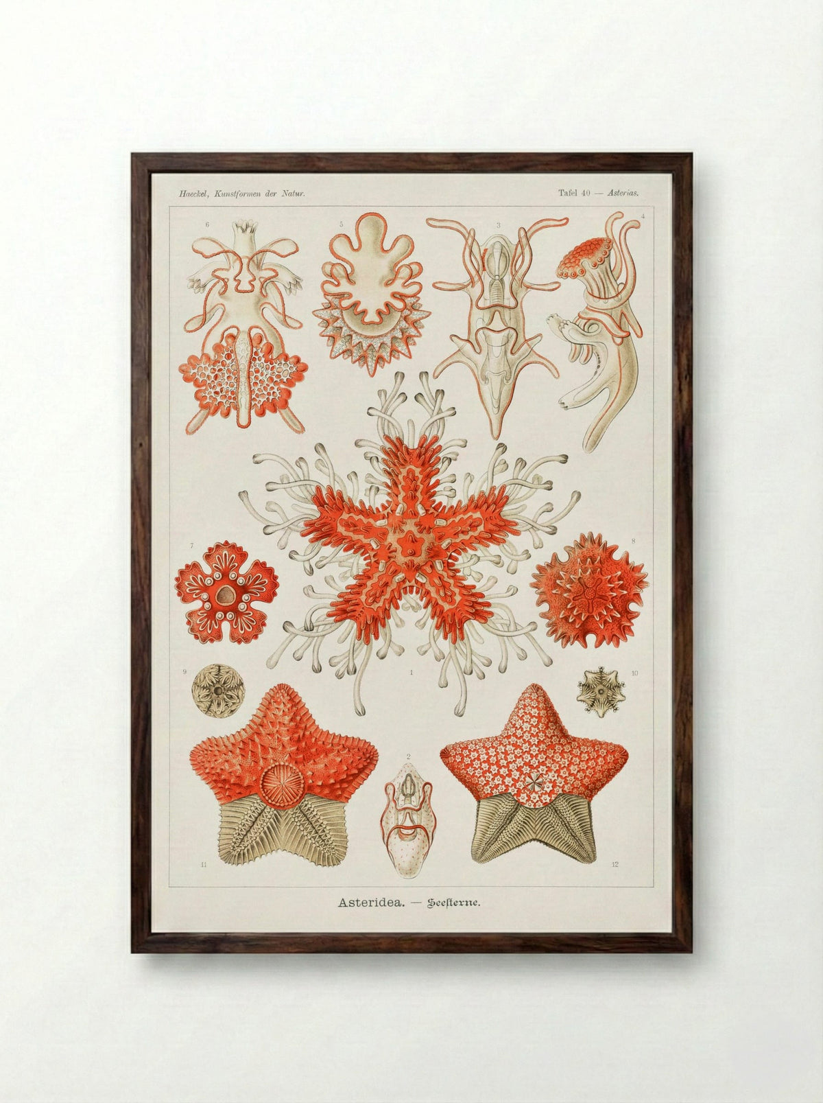 Asteridea-Seesterne (1904) - Ernst Haeckel - Framed Print Dark Wood