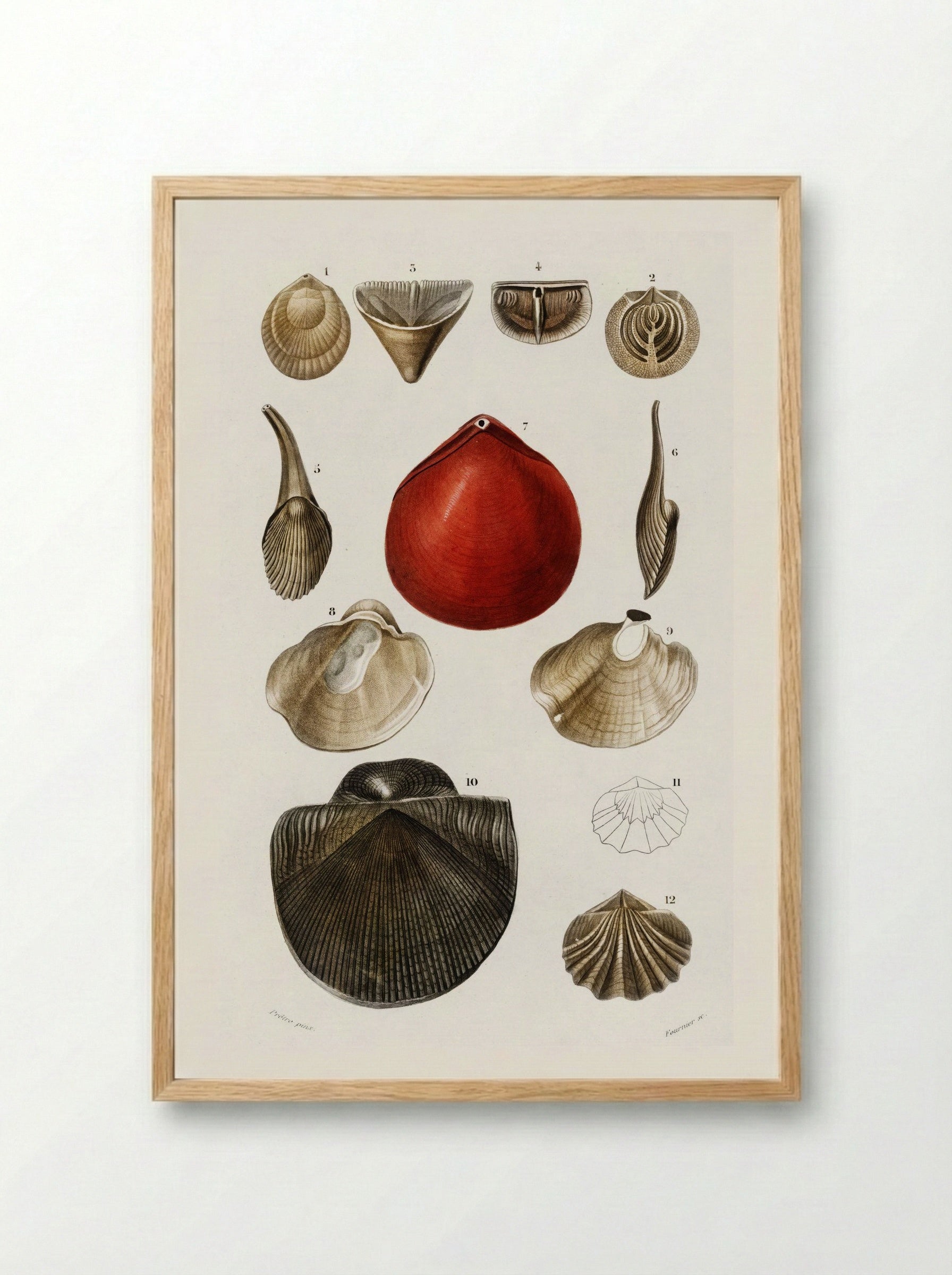 Different Types of Mollusks - Charles Dessalines D'Orbigny - Framed Print Wood