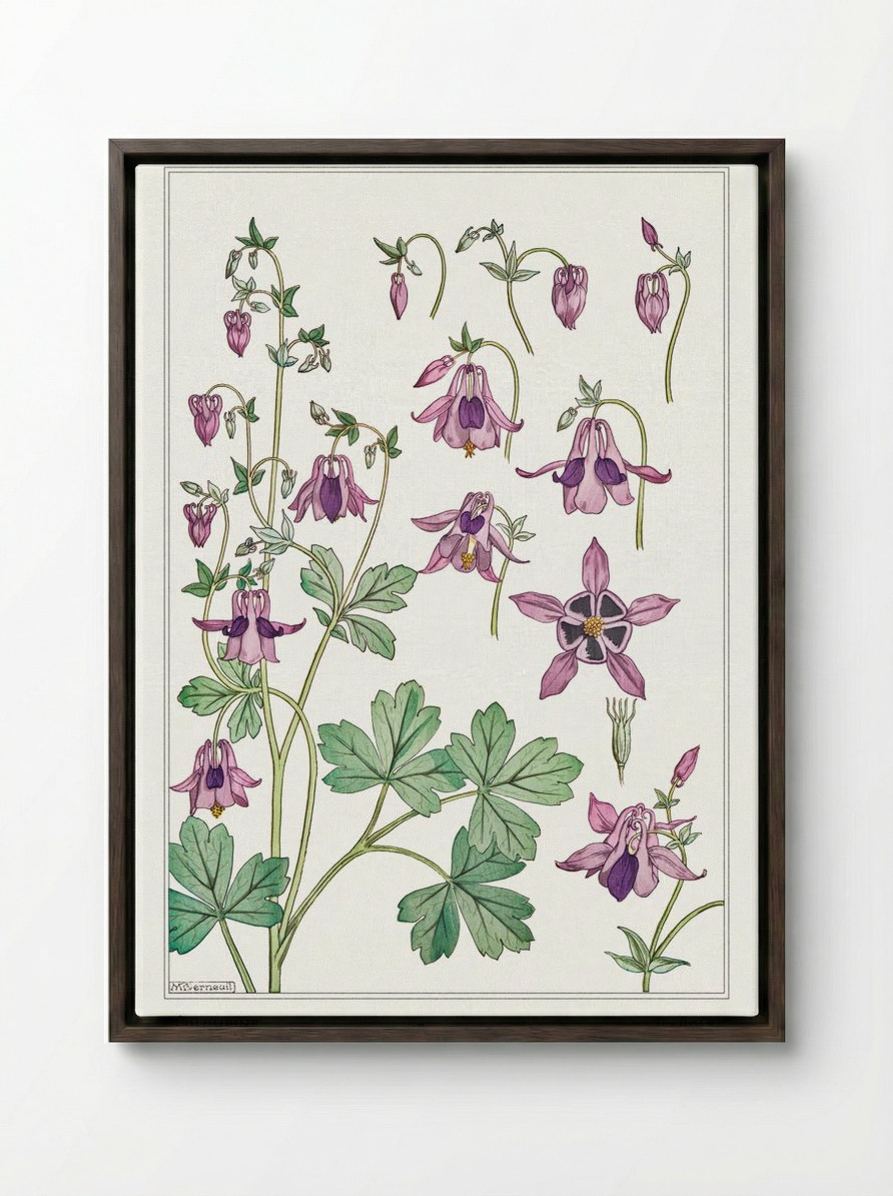 Ancolie (Columbine) - Maurice Pillard Verneuil - Framed Canvas Dark Wood