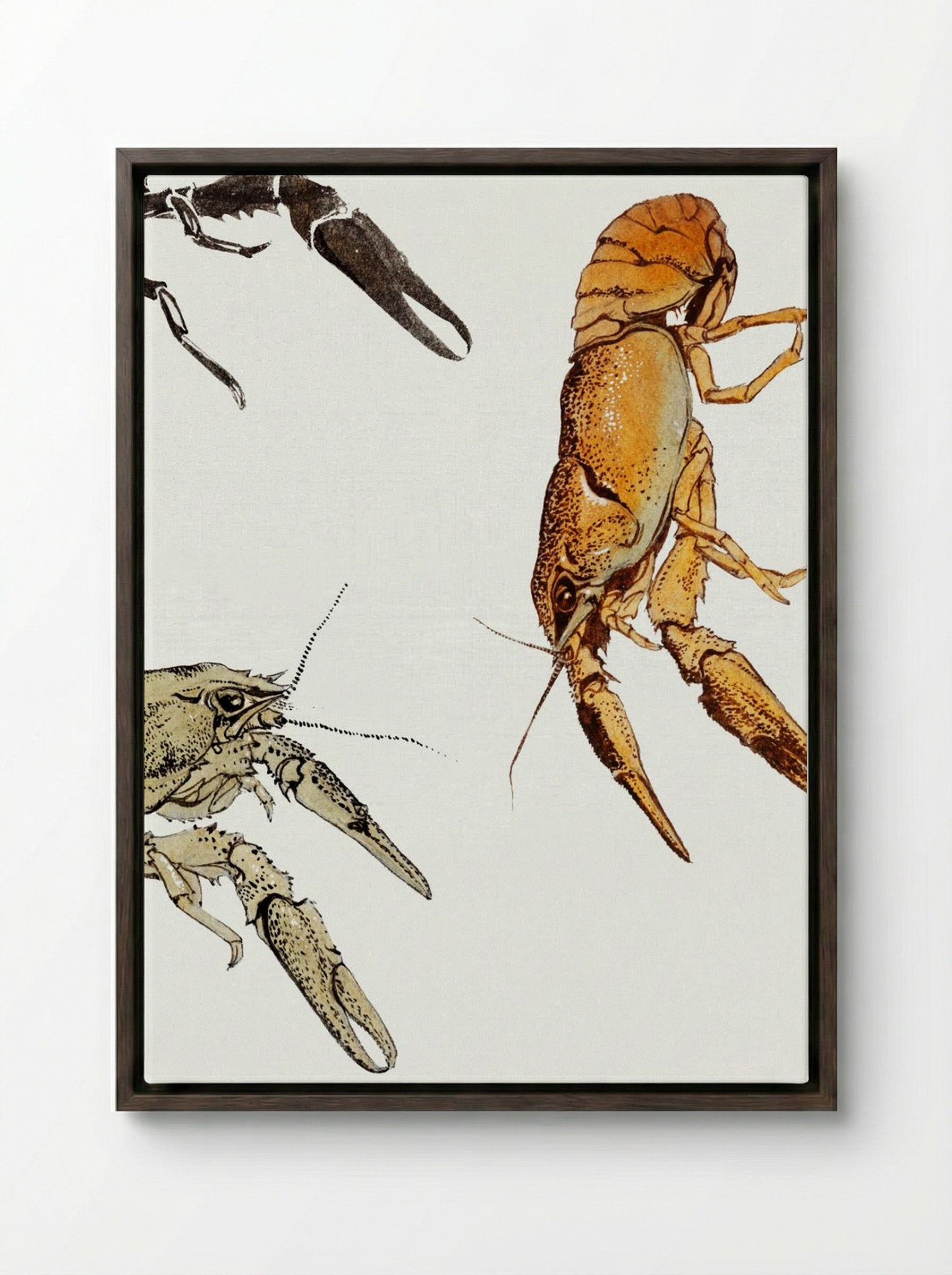 Sketches of Crayfish - Julie de Graag - Framed Canvas Dark Wood