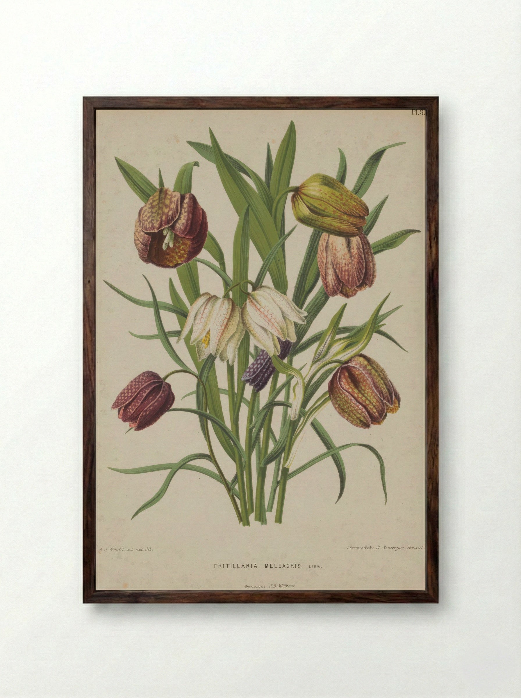 Fritillaria meleagris – A.J. Wendel - Framed Print Dark Wood