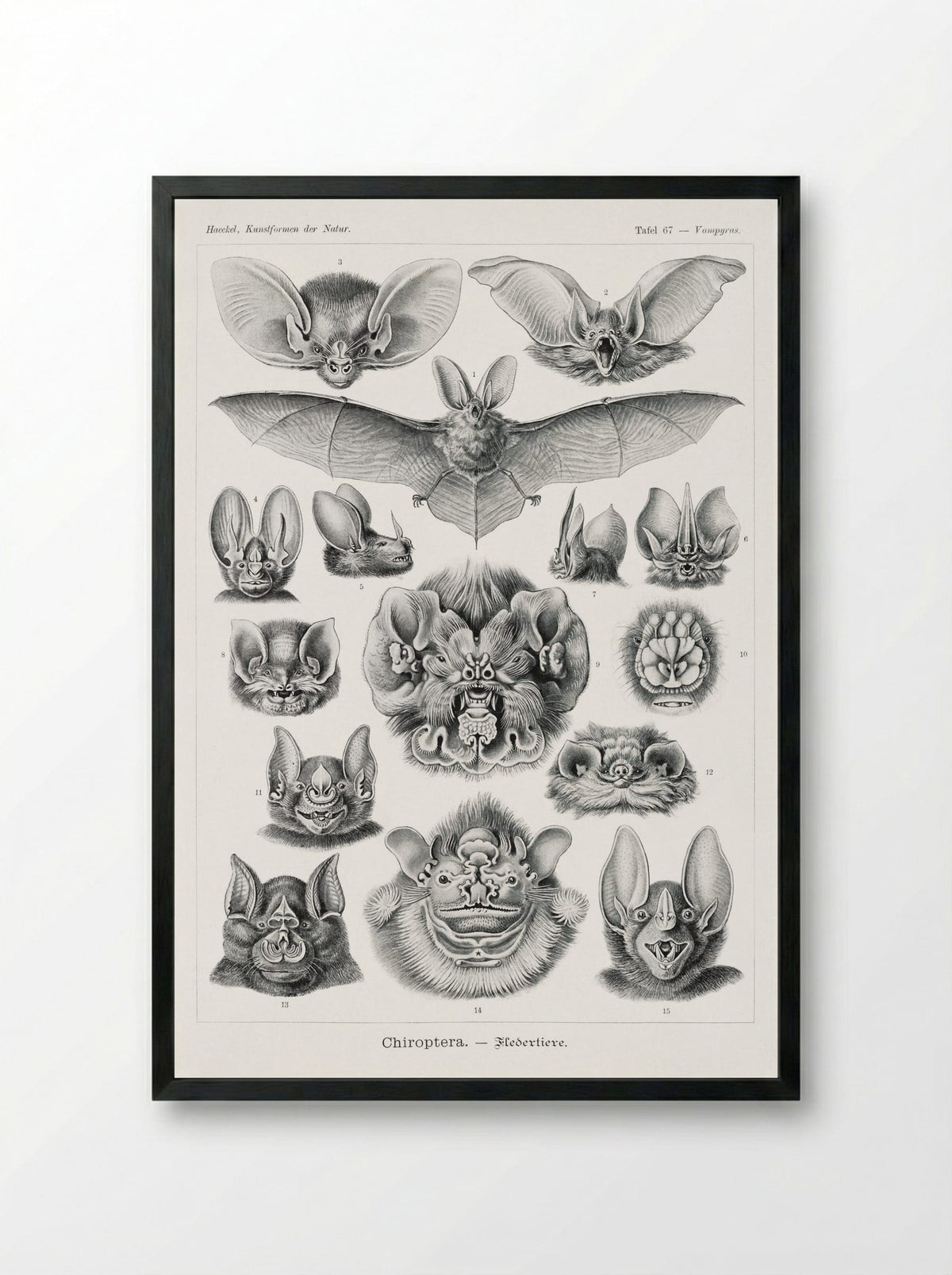 Chiroptera-Fledertiere (1904) - Ernst Haeckel - Framed Print Black