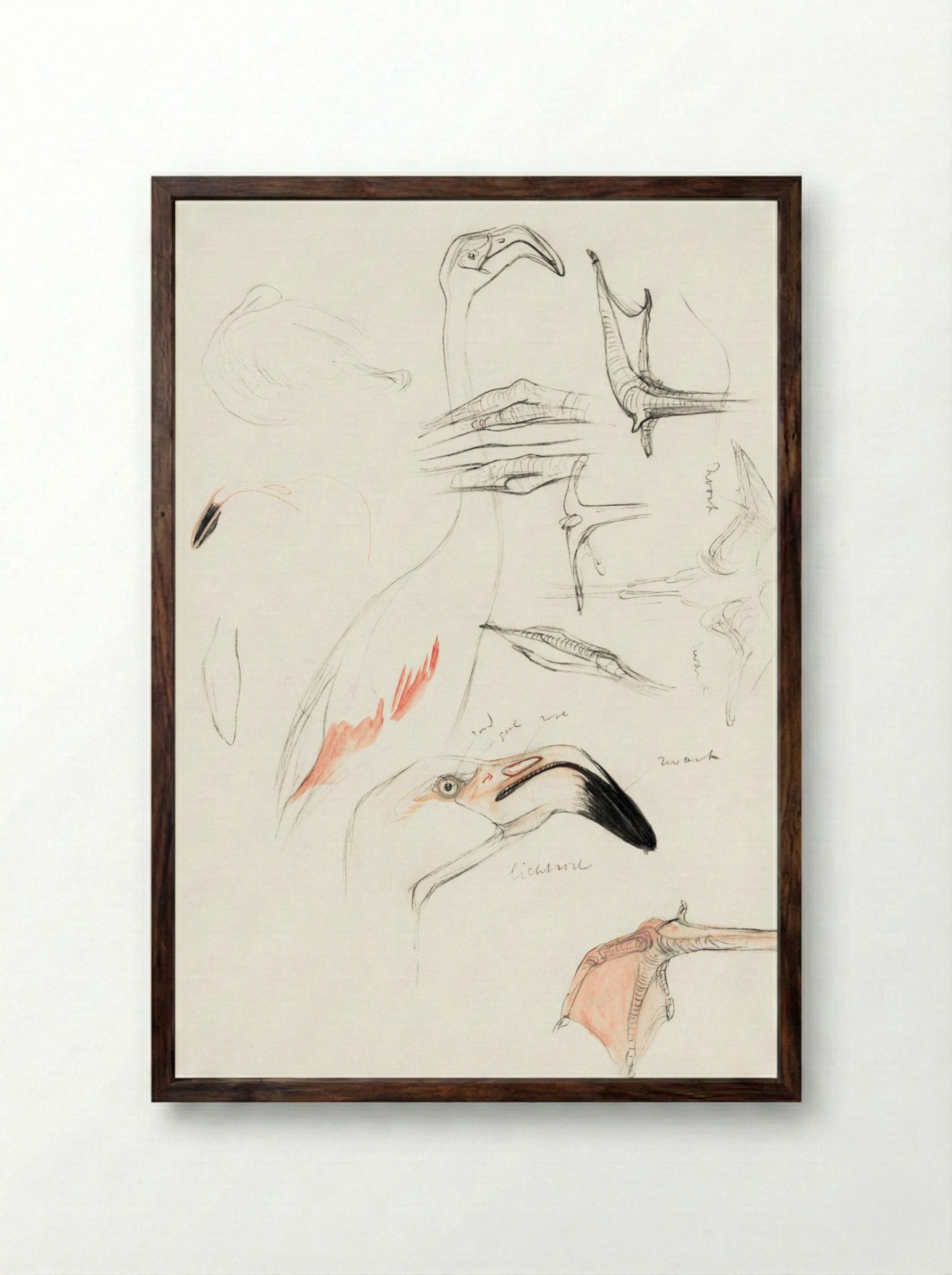 Studies of a Flamingo - Theo van Hoytema - Framed Print Dark Wood