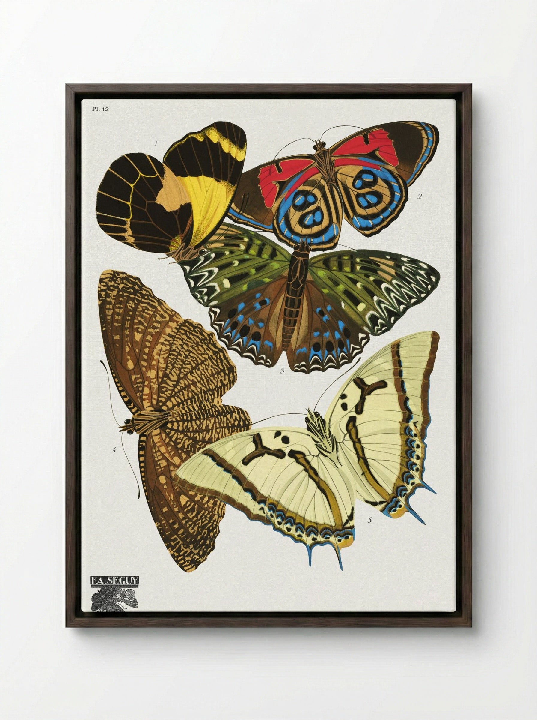 Séguy's Vintage Butterflies, Plate 12 - Émile Allain Séguy - Framed Canvas Dark Wood