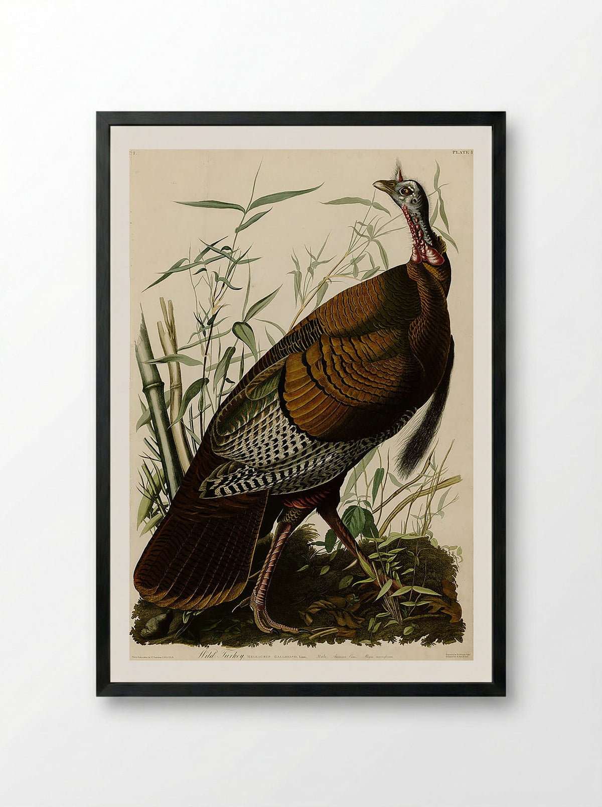 Plate 1. Wild Turkey - John James Audubon - Framed Print Black