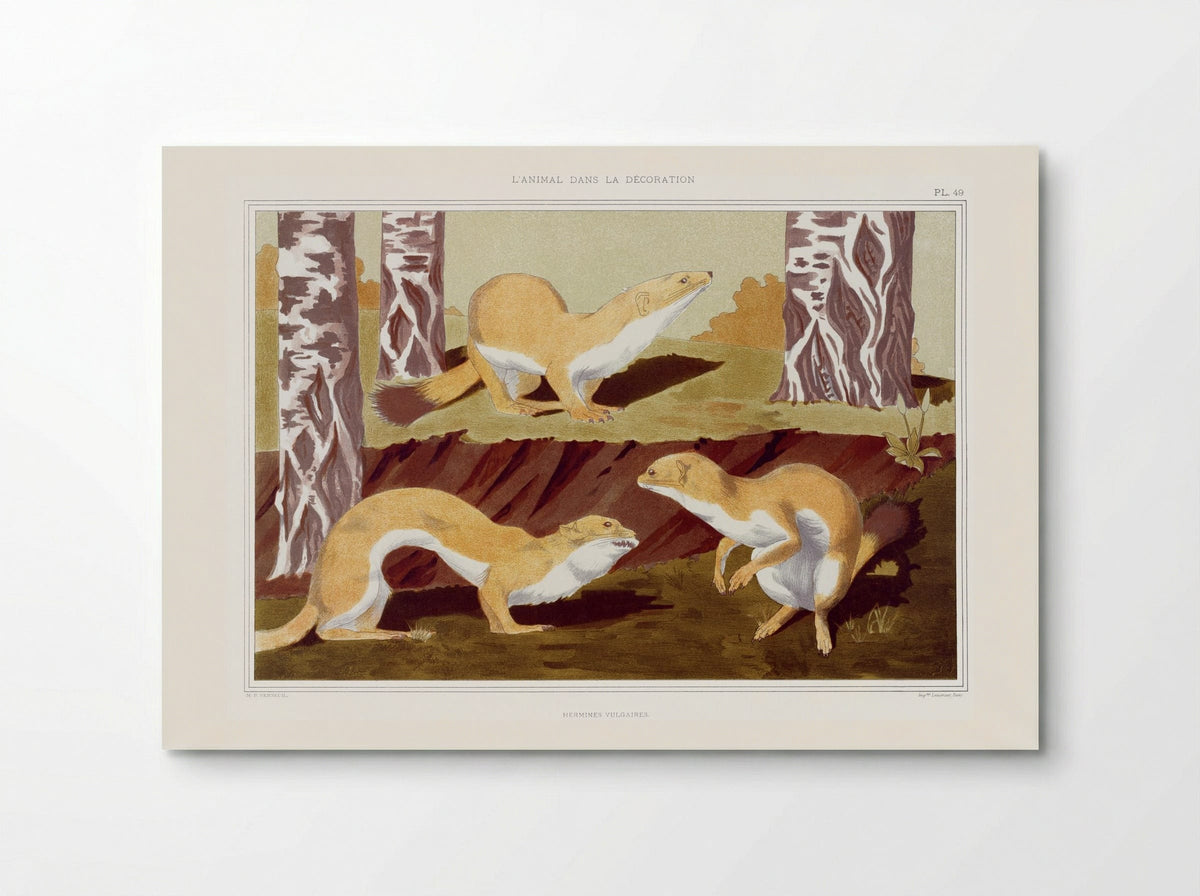 Hermines Vulgaires (Weasels) from L'animal dans la décoration - Maurice Pillard Verneuil - Poster