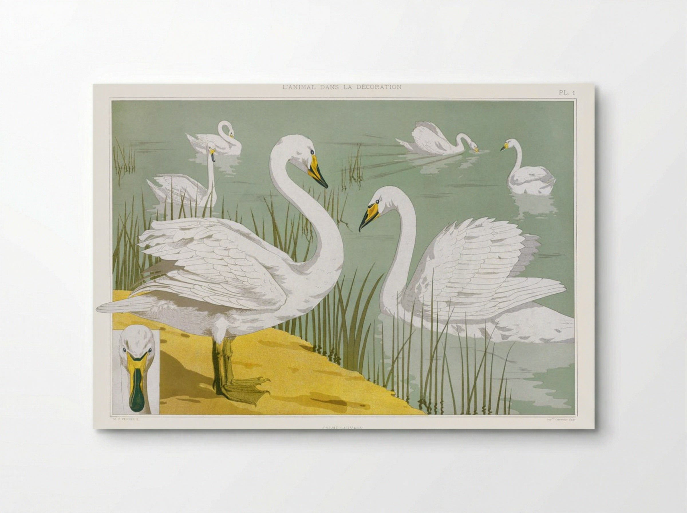 Cygne Sauvage (Wild Swan) from L'animal dans la décoration - Maurice Pillard Verneuil - Poster