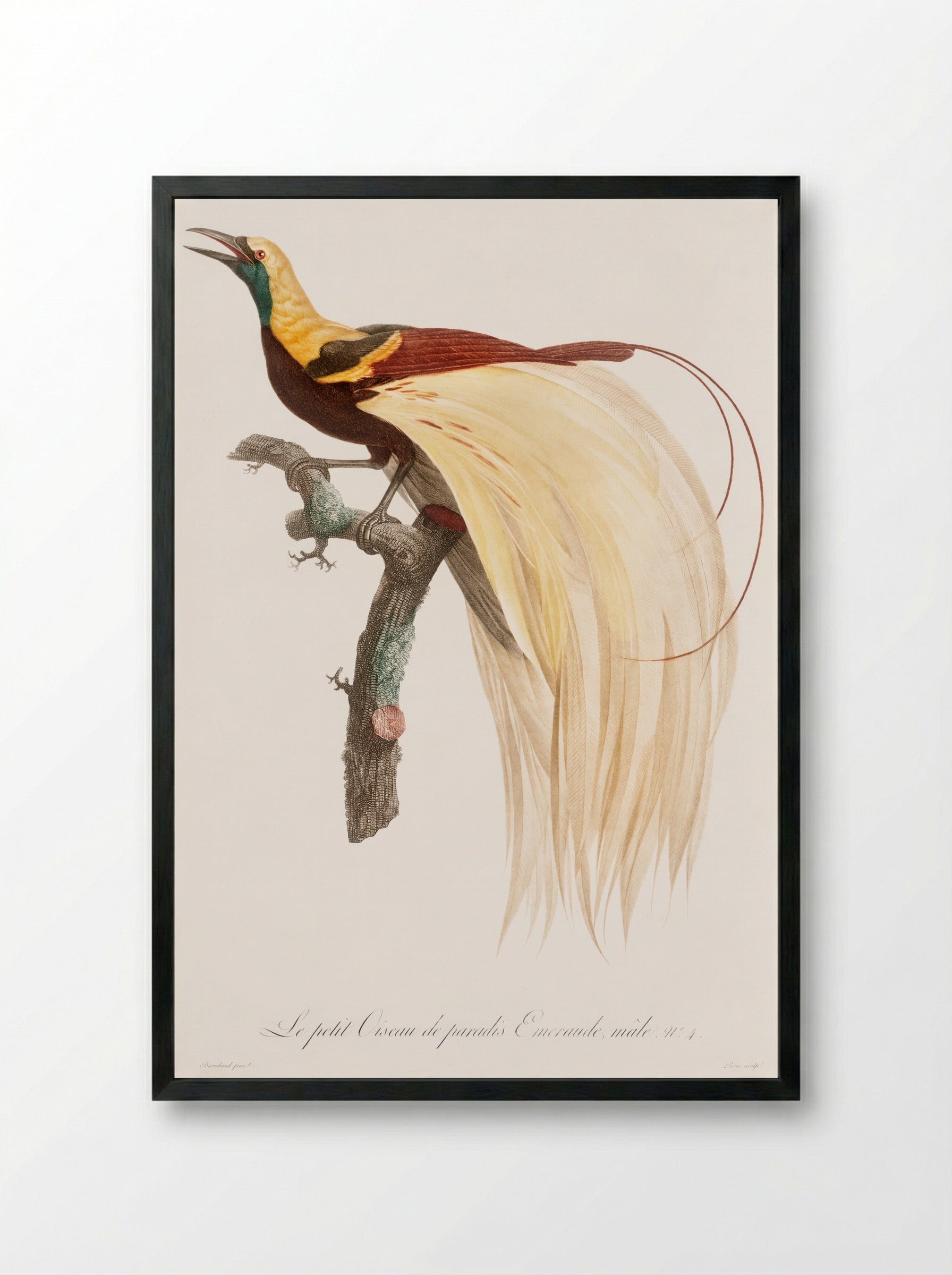 Young Emperor Bird-of-Paradise, Male - Jacques Barraband - Framed Print Black