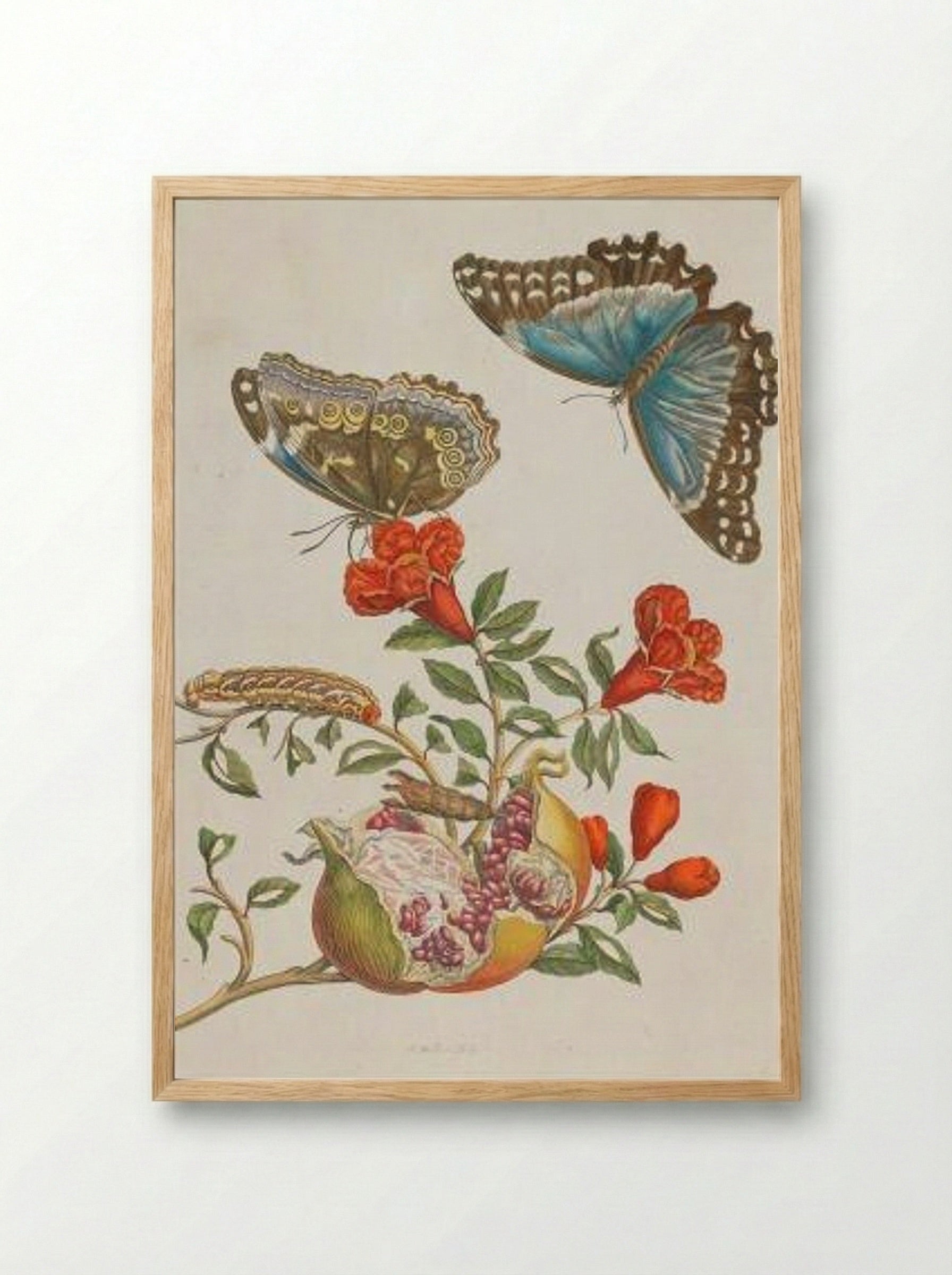 Granatapfel (Pomegranate) - Maria Sibylla Merian - Framed Print Wood