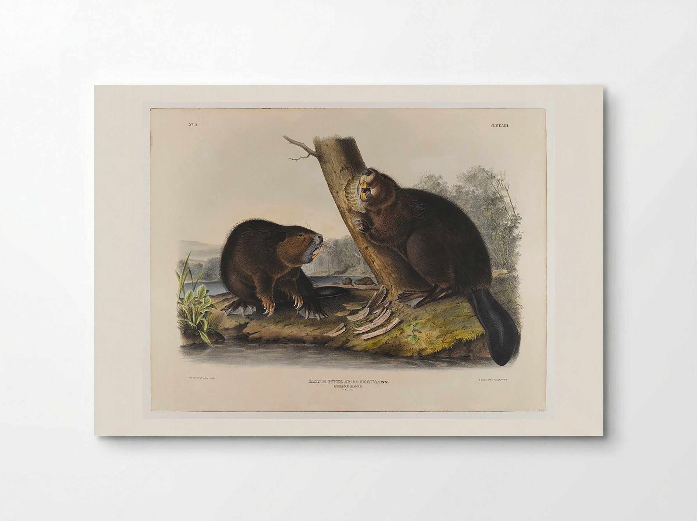 American Beaver - John James Audubon - Poster