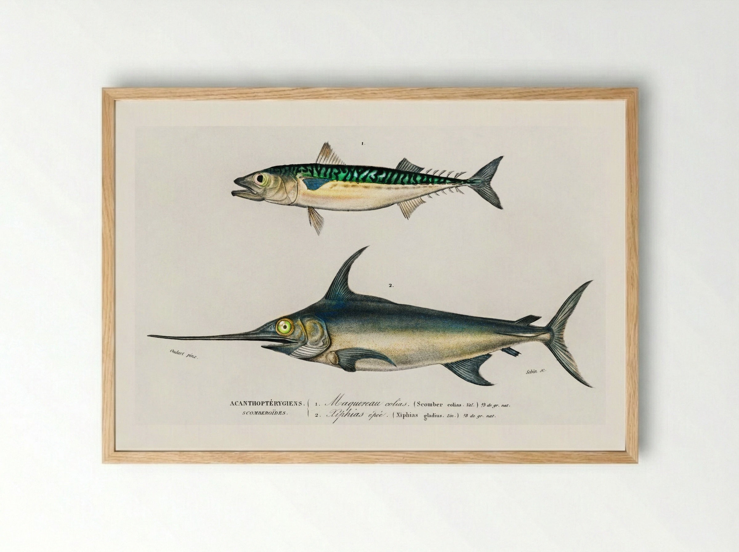 Different Types of Marine Life - Charles Dessalines D'Orbigny - Framed Print Wood