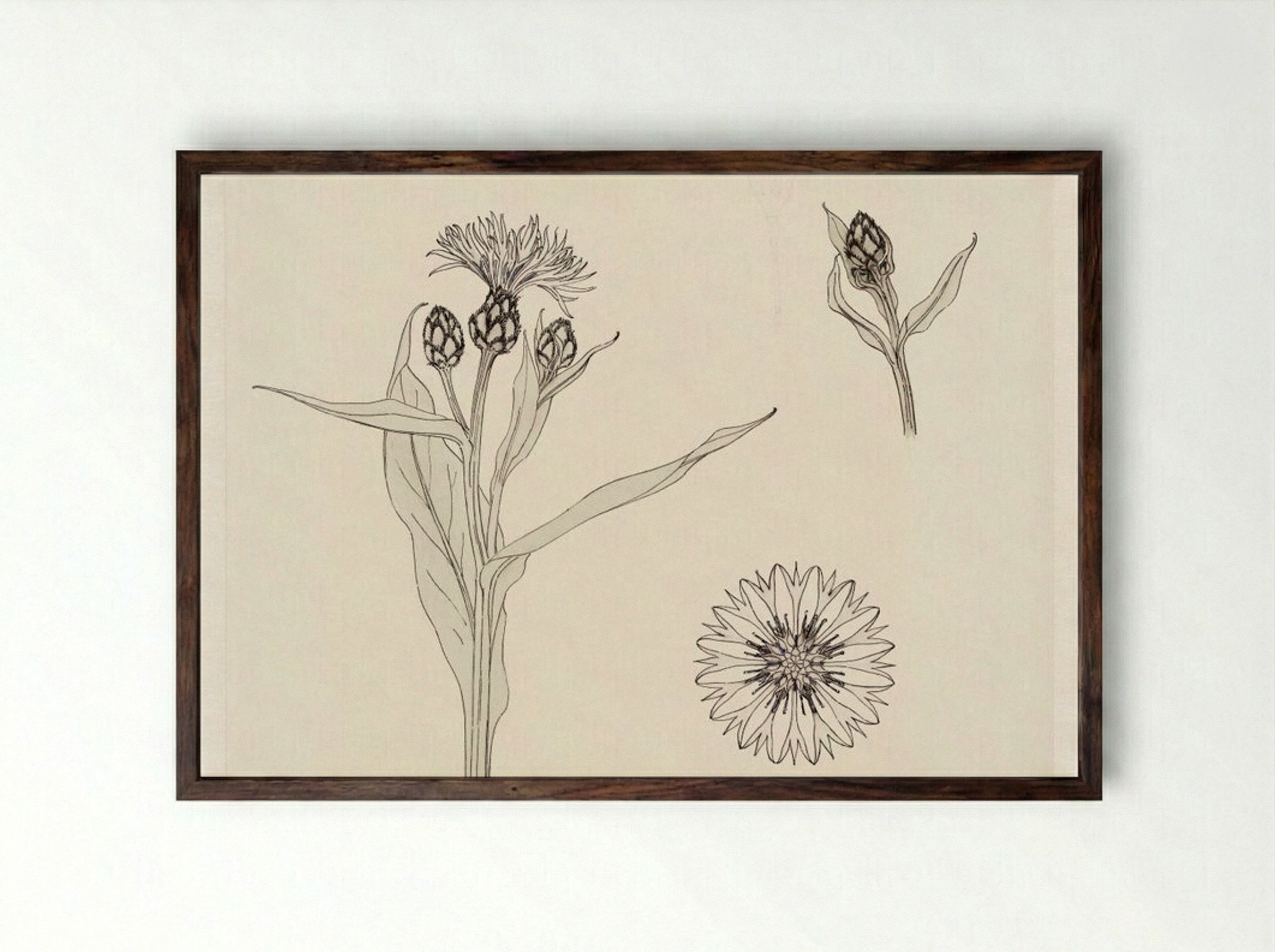 Cornflowers, Colour Sketch - Julie de Graag - Framed Print Dark Wood