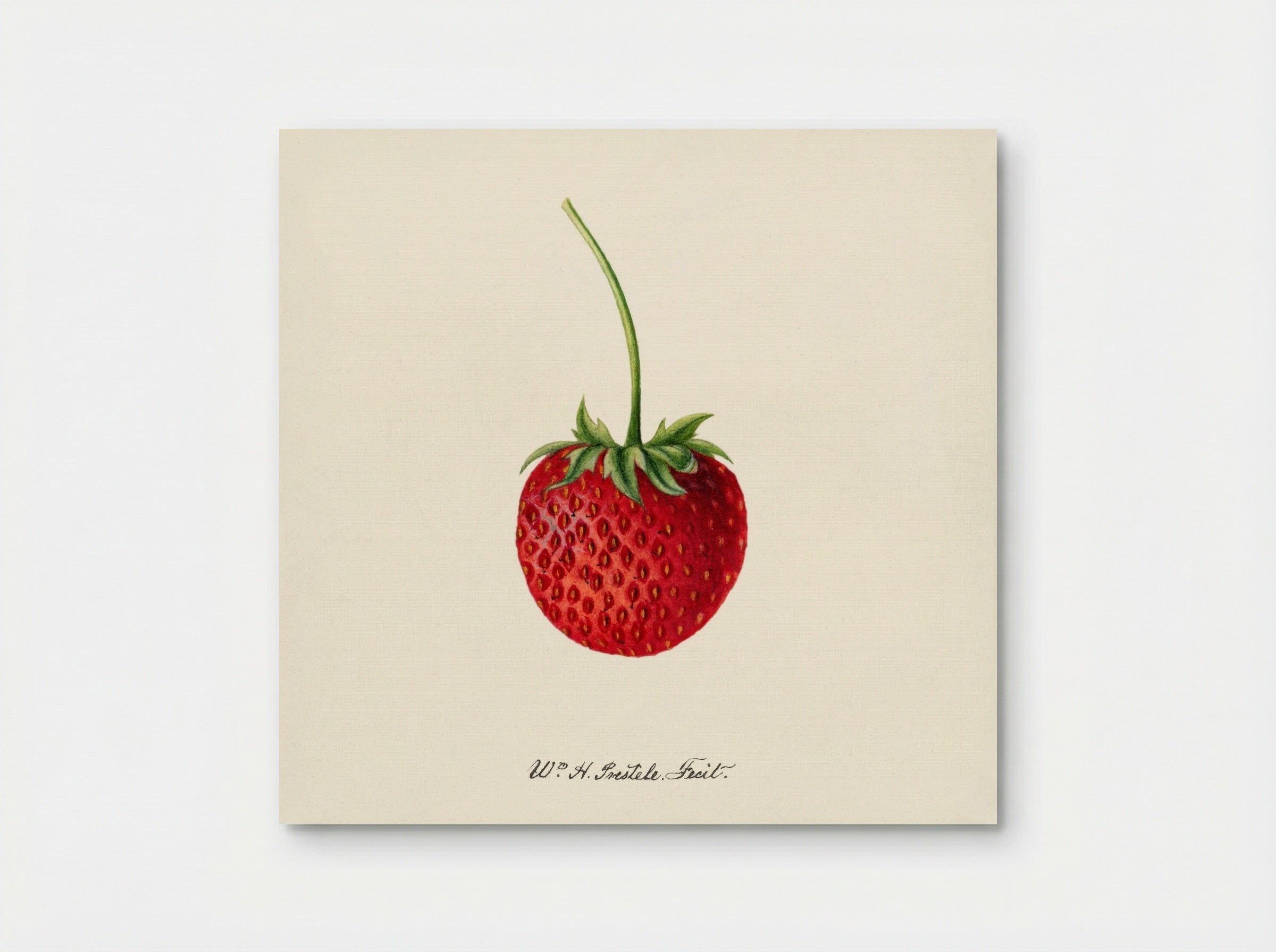 Strawberry (Fragaria) (1891) - Deborah Griscom Passmore - Poster