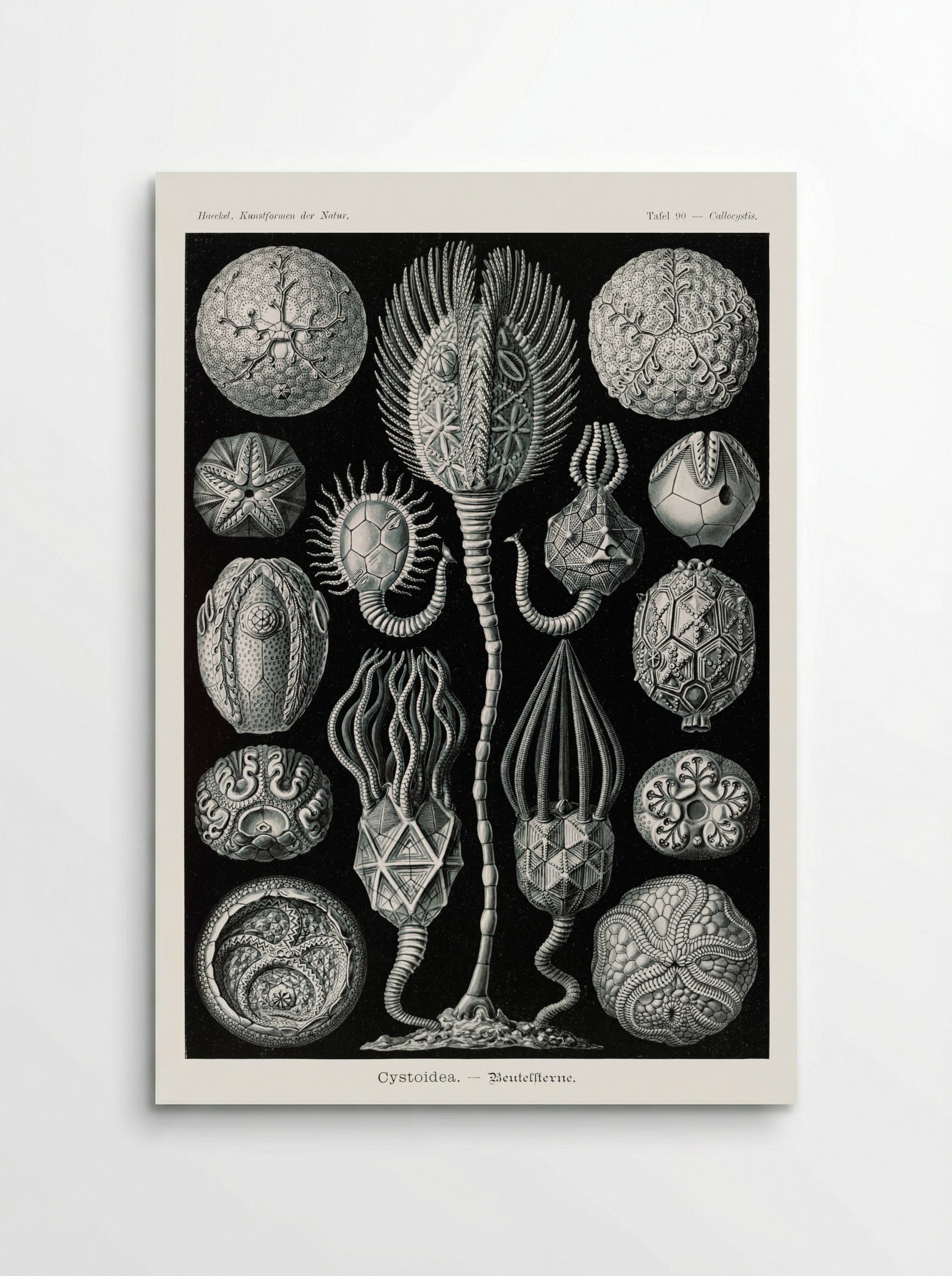 Cystoidea-Beutelsterne (1904) - Ernst Haeckel - Poster