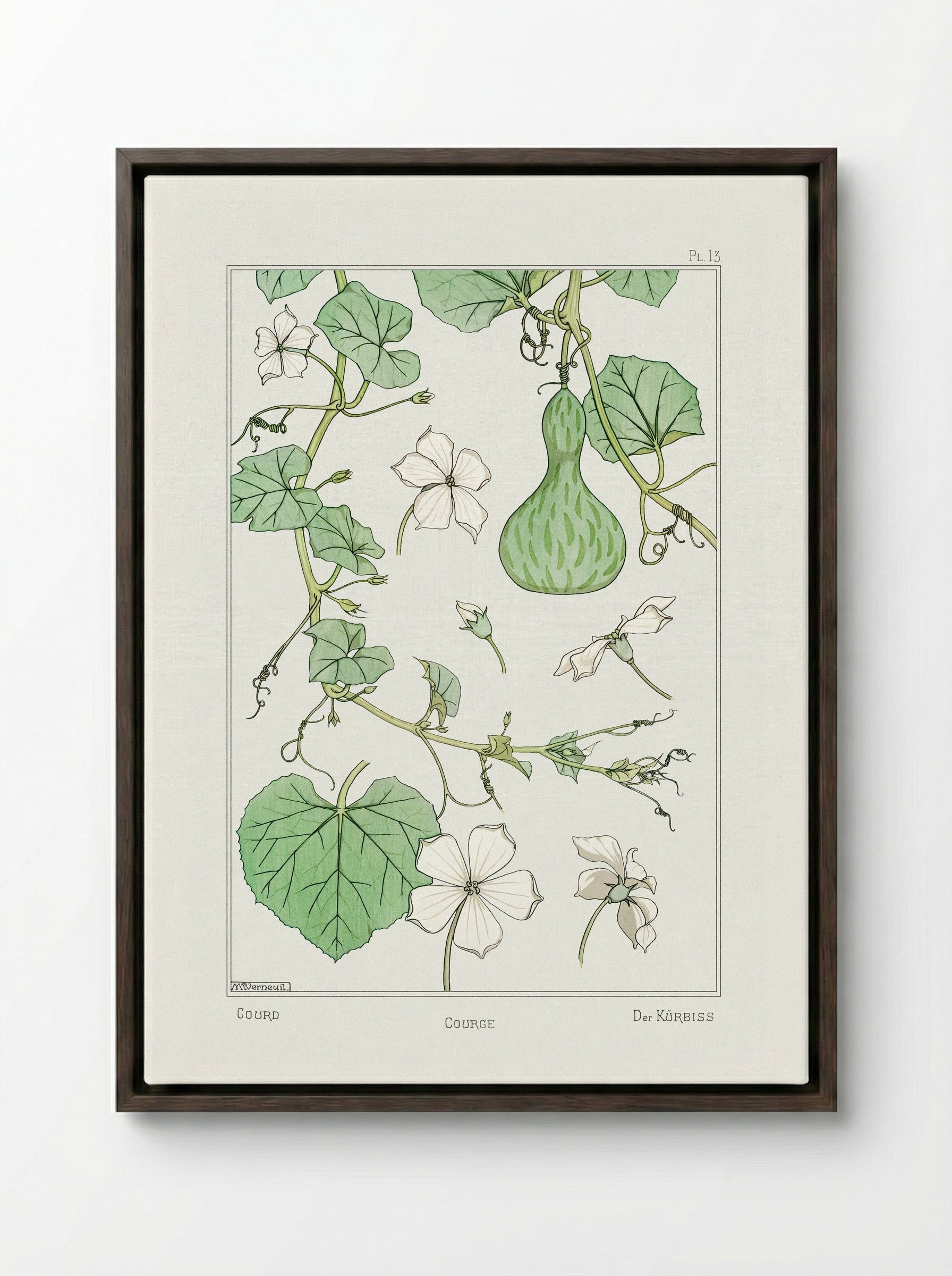 Courge (White-Flowered Gourd) - Maurice Pillard Verneuil - Framed Canvas Dark Wood
