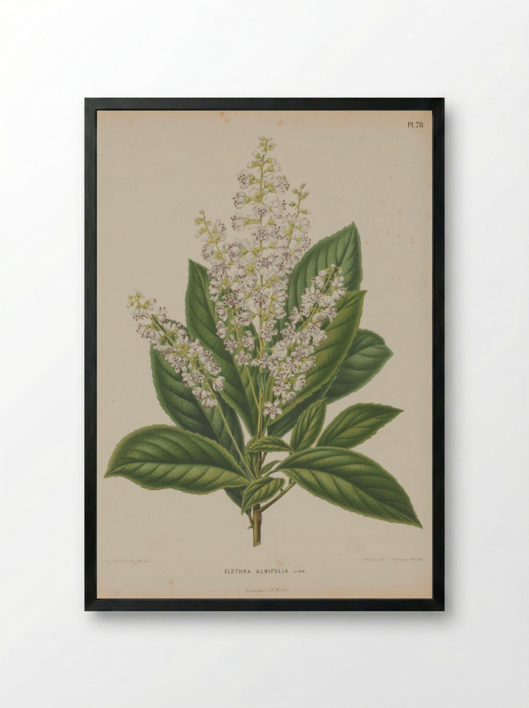 Clethra Alnifolia L. - A. J. Wendel - Framed Print Black